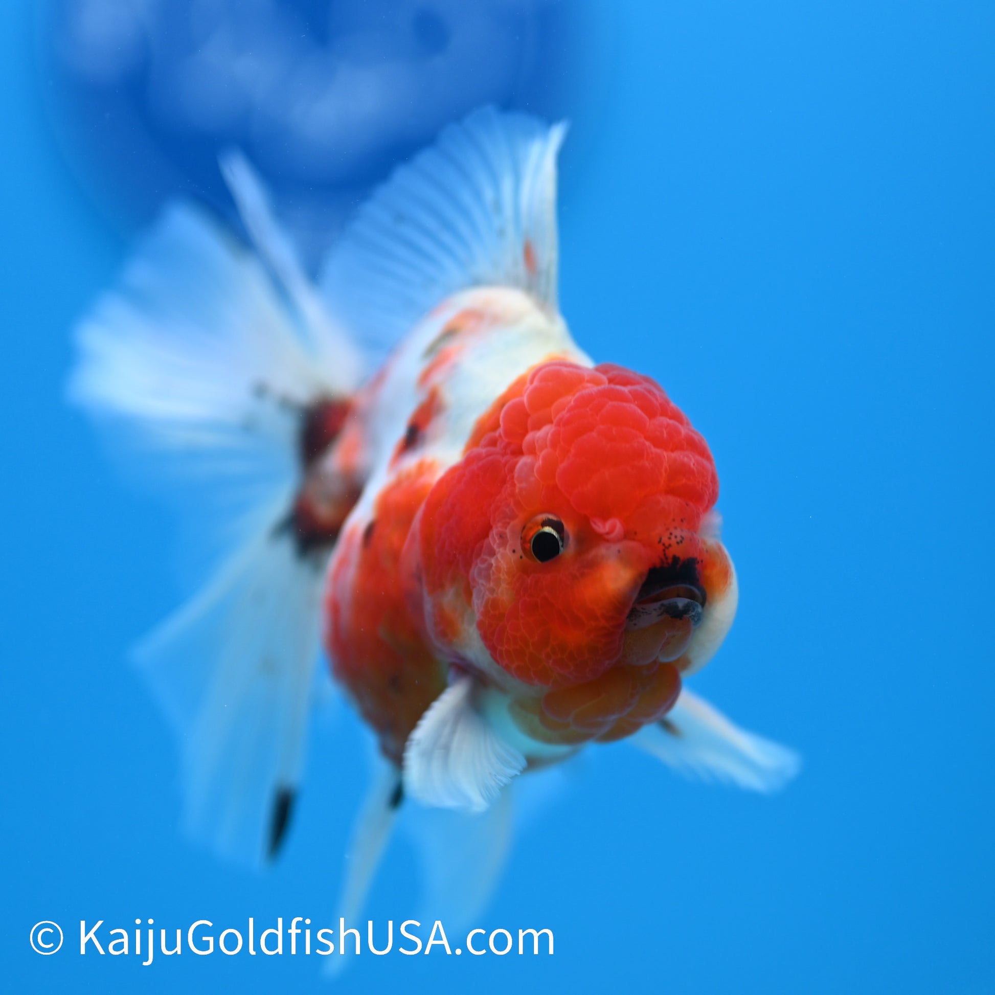 Tricolor Sakura Oranda 4-4.5 inches (240223_OR02) - Kaiju Goldfish USA