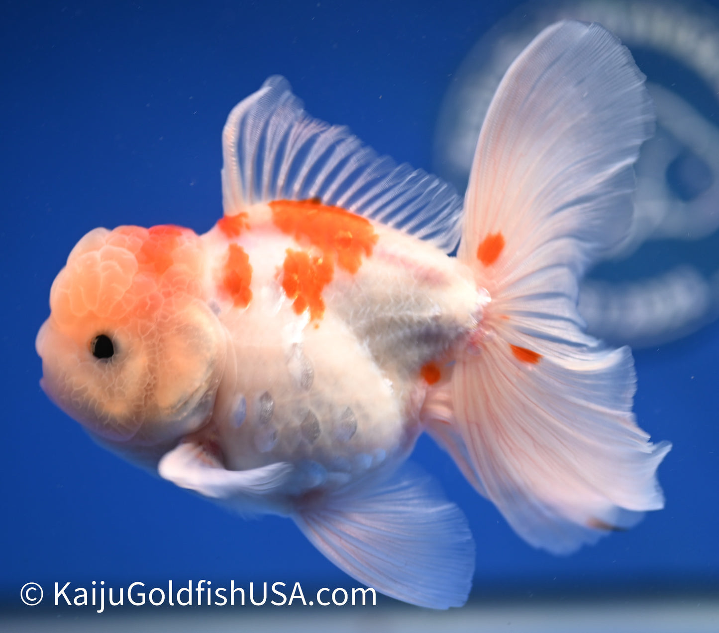 Sakura Rose Tail Oranda 4.5 - 5 inches (1208_OR05) - Kaiju Goldfish USA