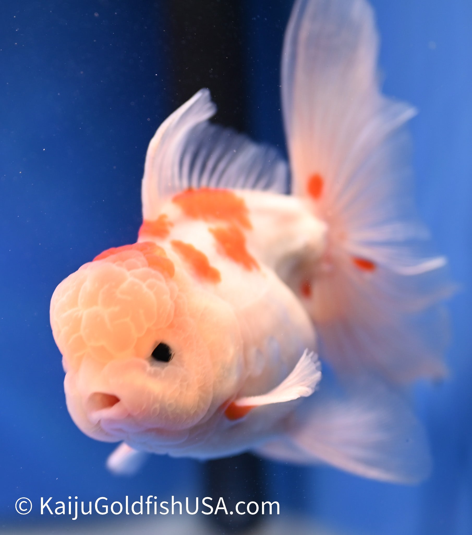 Sakura Rose Tail Oranda 4.5 - 5 inches (1208_OR05) - Kaiju Goldfish USA