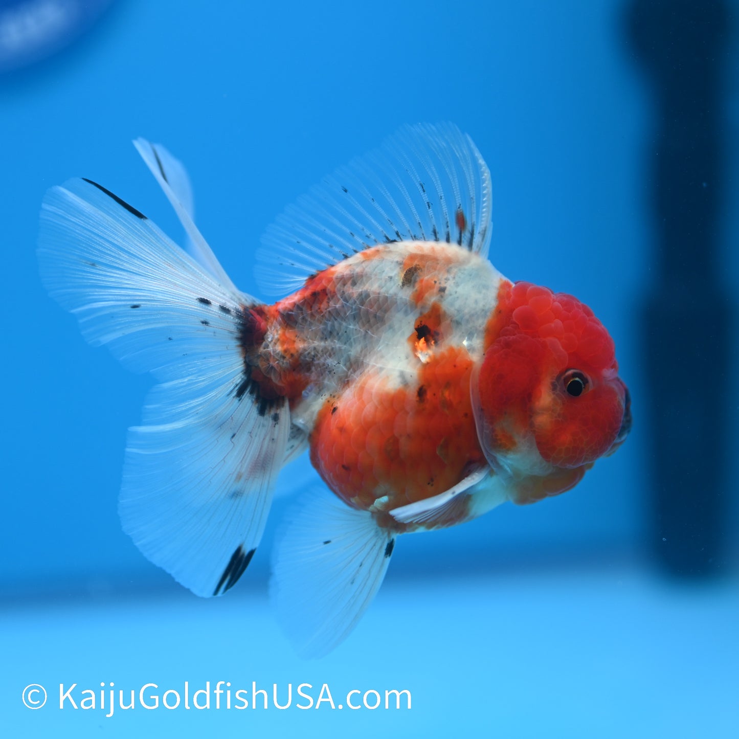 Tricolor Sakura Oranda 4-4.5 inches (240223_OR02) - Kaiju Goldfish USA