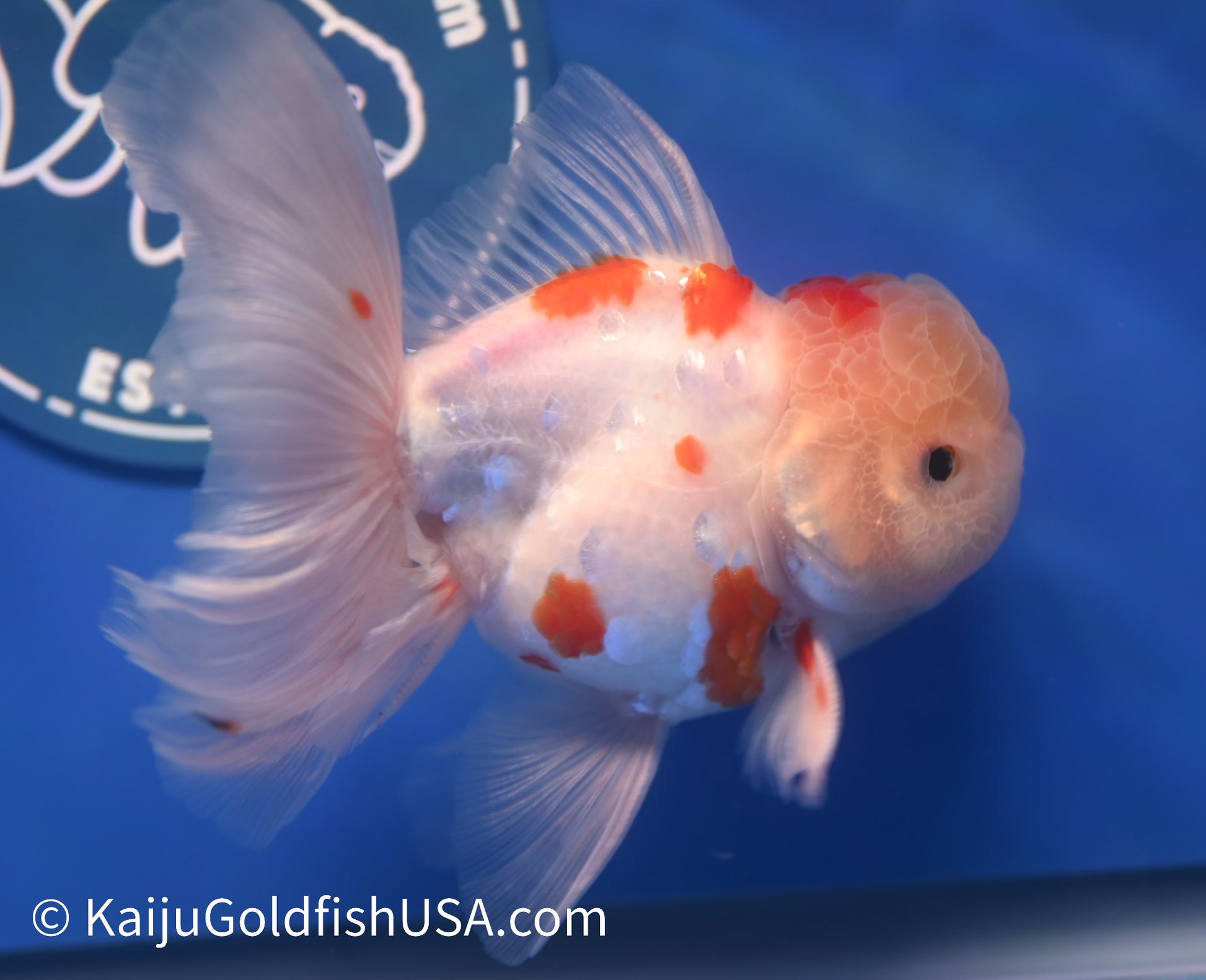 Sakura Rose Tail Oranda 4.5 - 5 inches (1208_OR05) - Kaiju Goldfish USA