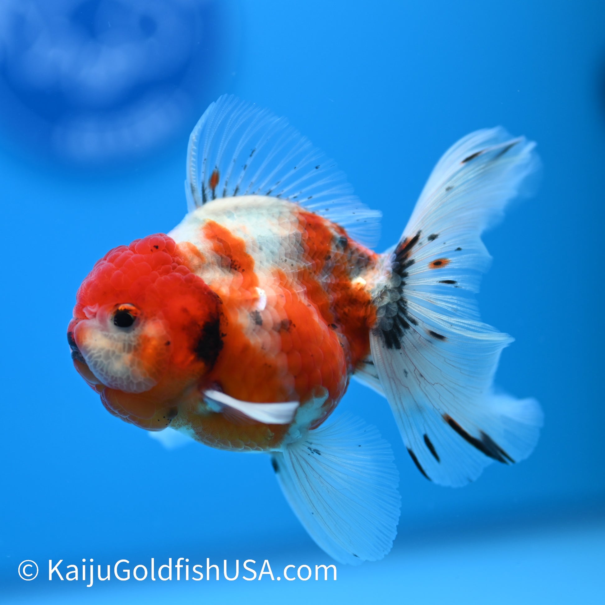 Tricolor Sakura Oranda 4-4.5 inches (240223_OR02) - Kaiju Goldfish USA