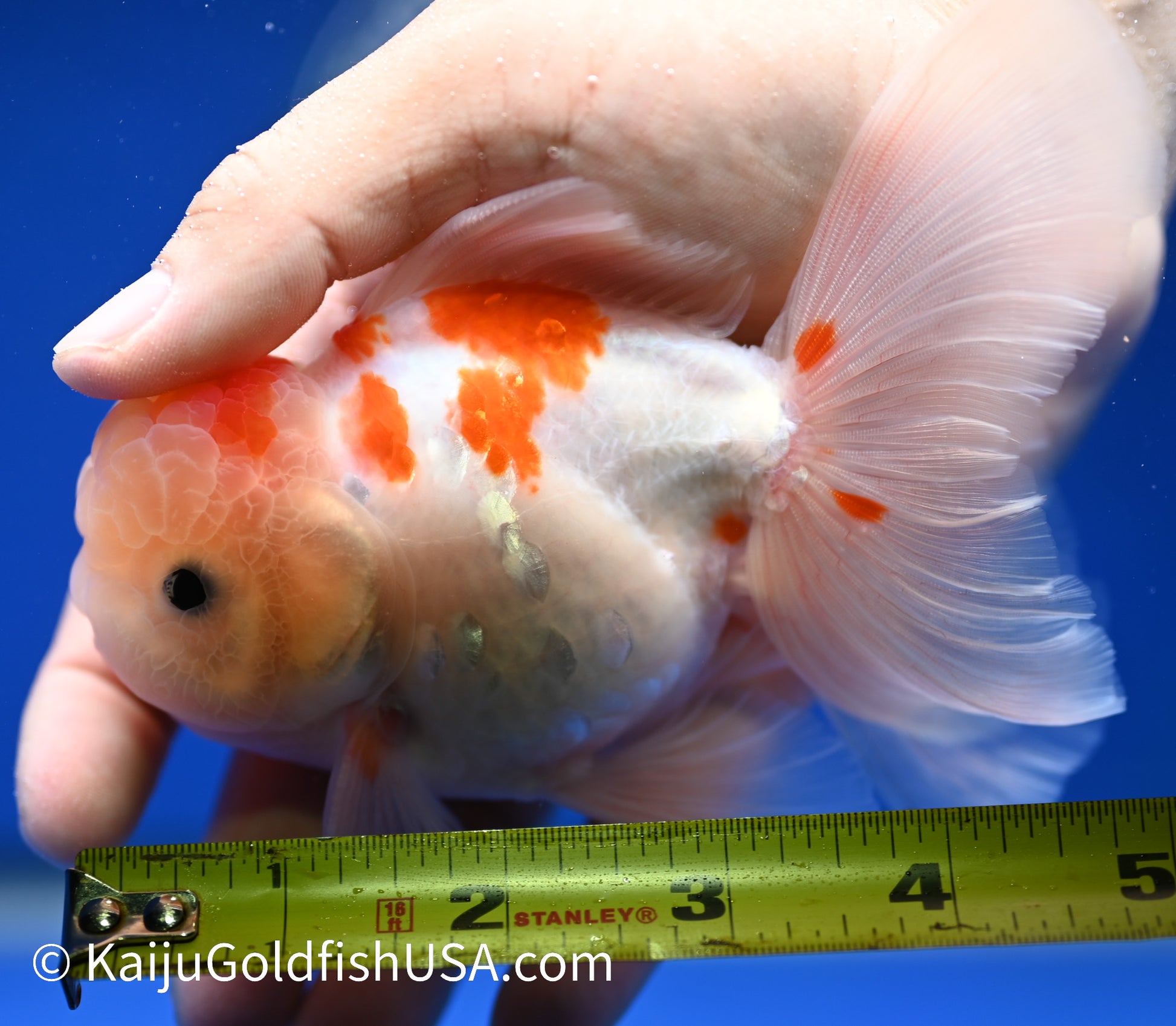 Sakura Rose Tail Oranda 4.5 - 5 inches (1208_OR05) - Kaiju Goldfish USA