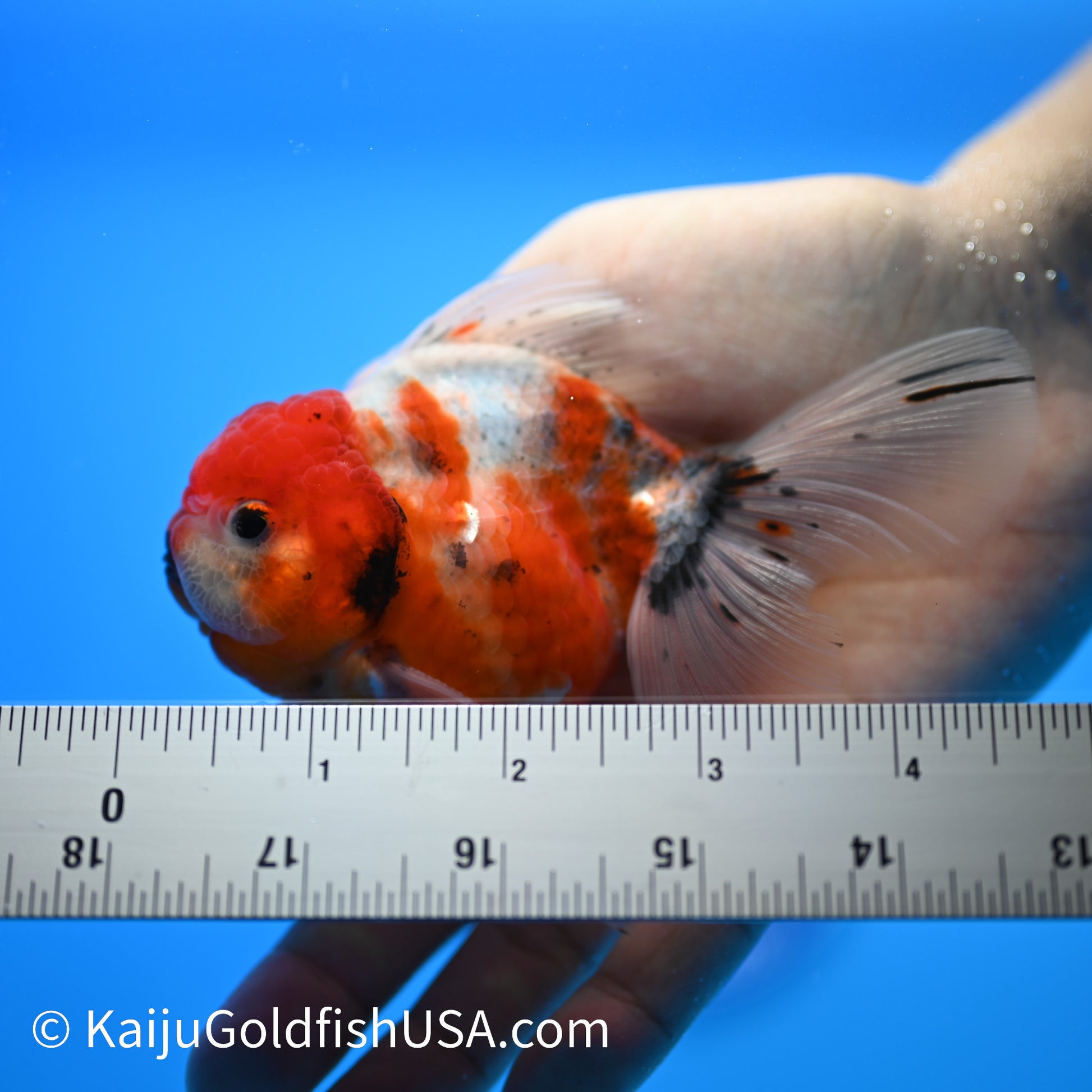 Tricolor Sakura Oranda 4-4.5 inches (240223_OR02) - Kaiju Goldfish USA