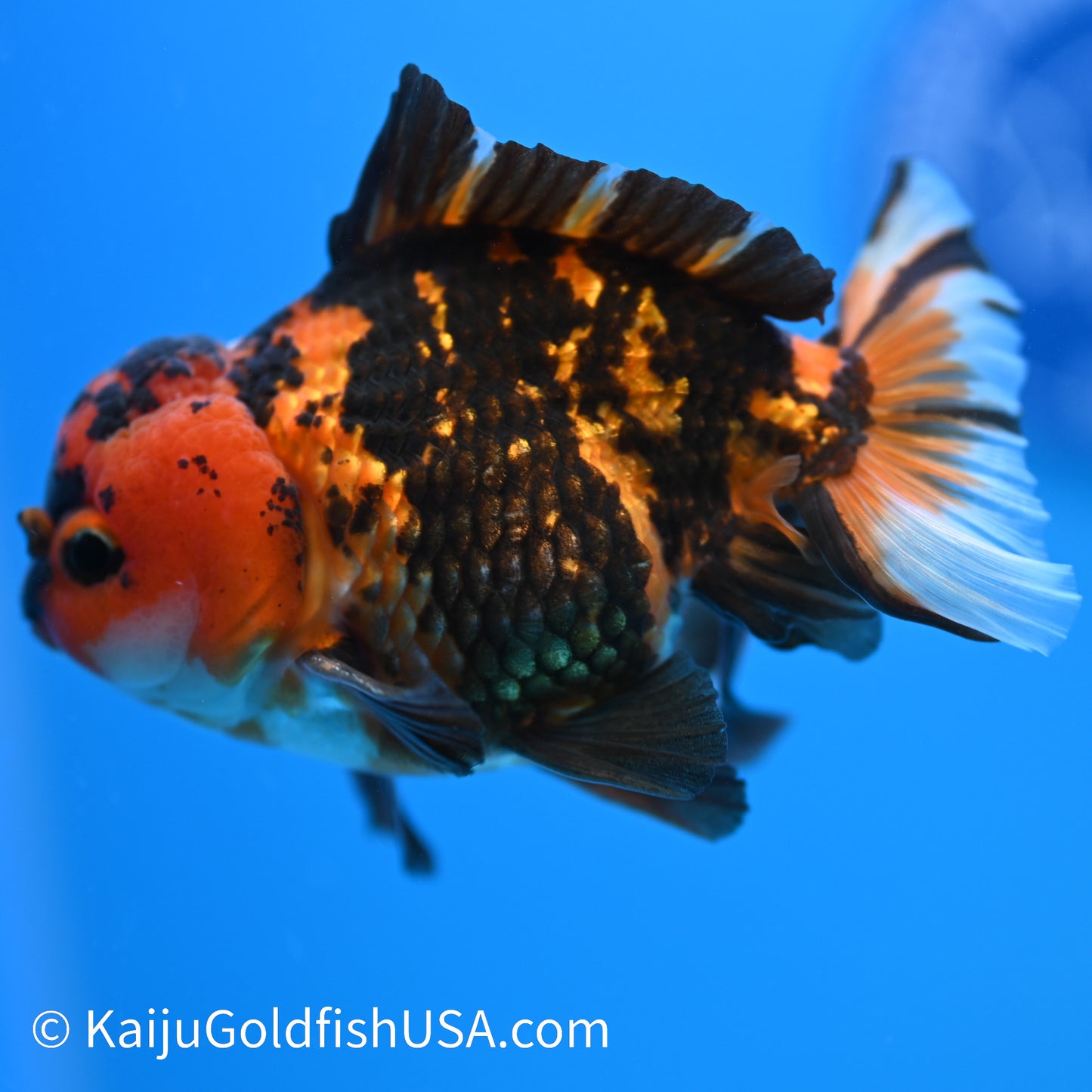 Tiger Oranda 4-4.5 inches (240223_OR03) - Kaiju Goldfish USA