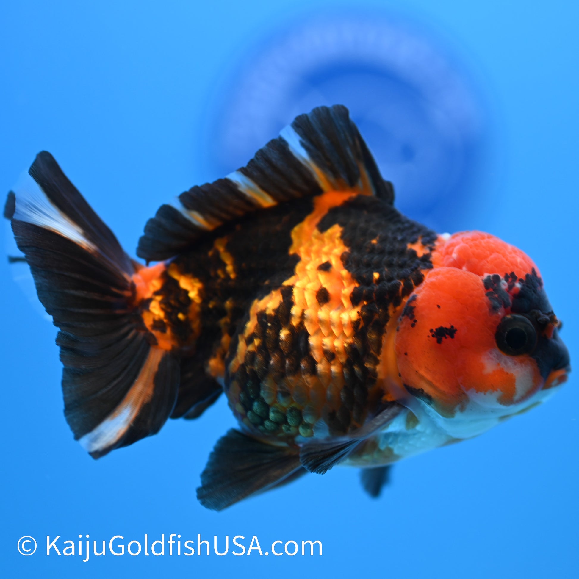 Tiger Oranda 4-4.5 inches (240223_OR03) - Kaiju Goldfish USA