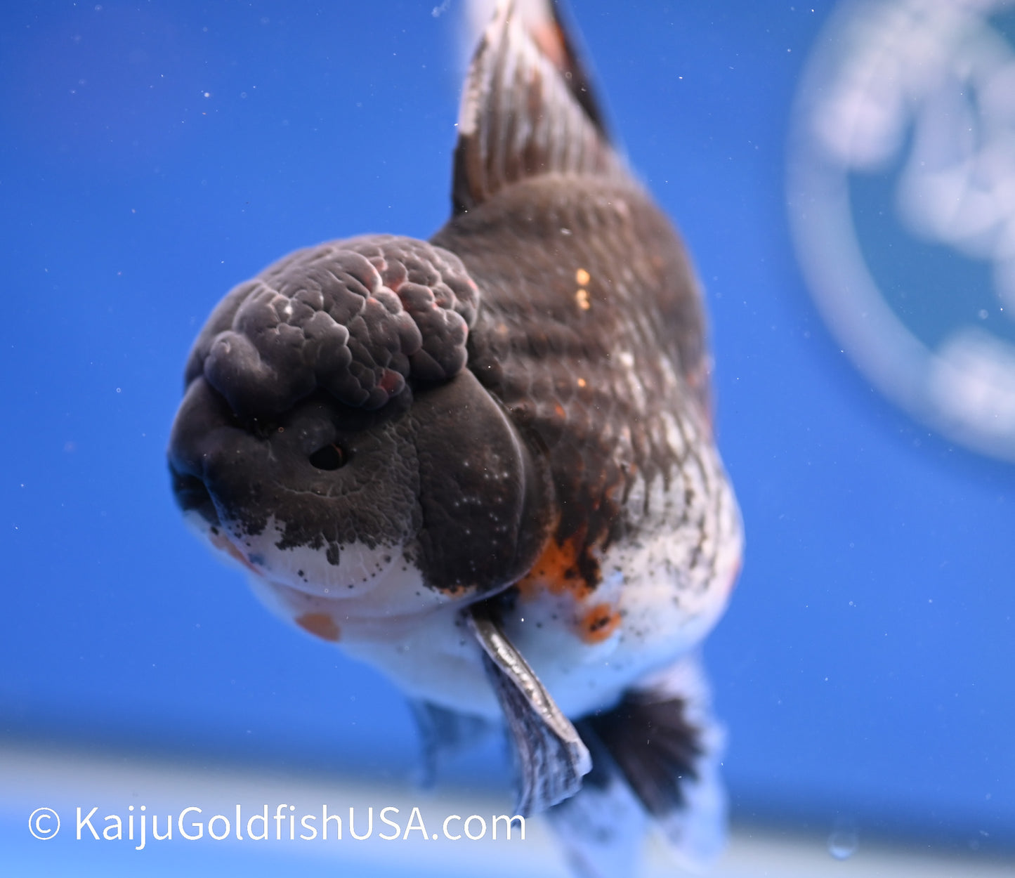 Kirin Rose Tail Oranda 4.5 - 5 inches (1208_OR06) - Kaiju Goldfish USA