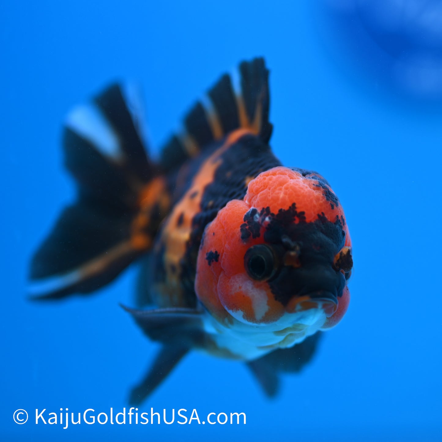 Tiger Oranda 4-4.5 inches (240223_OR03) - Kaiju Goldfish USA