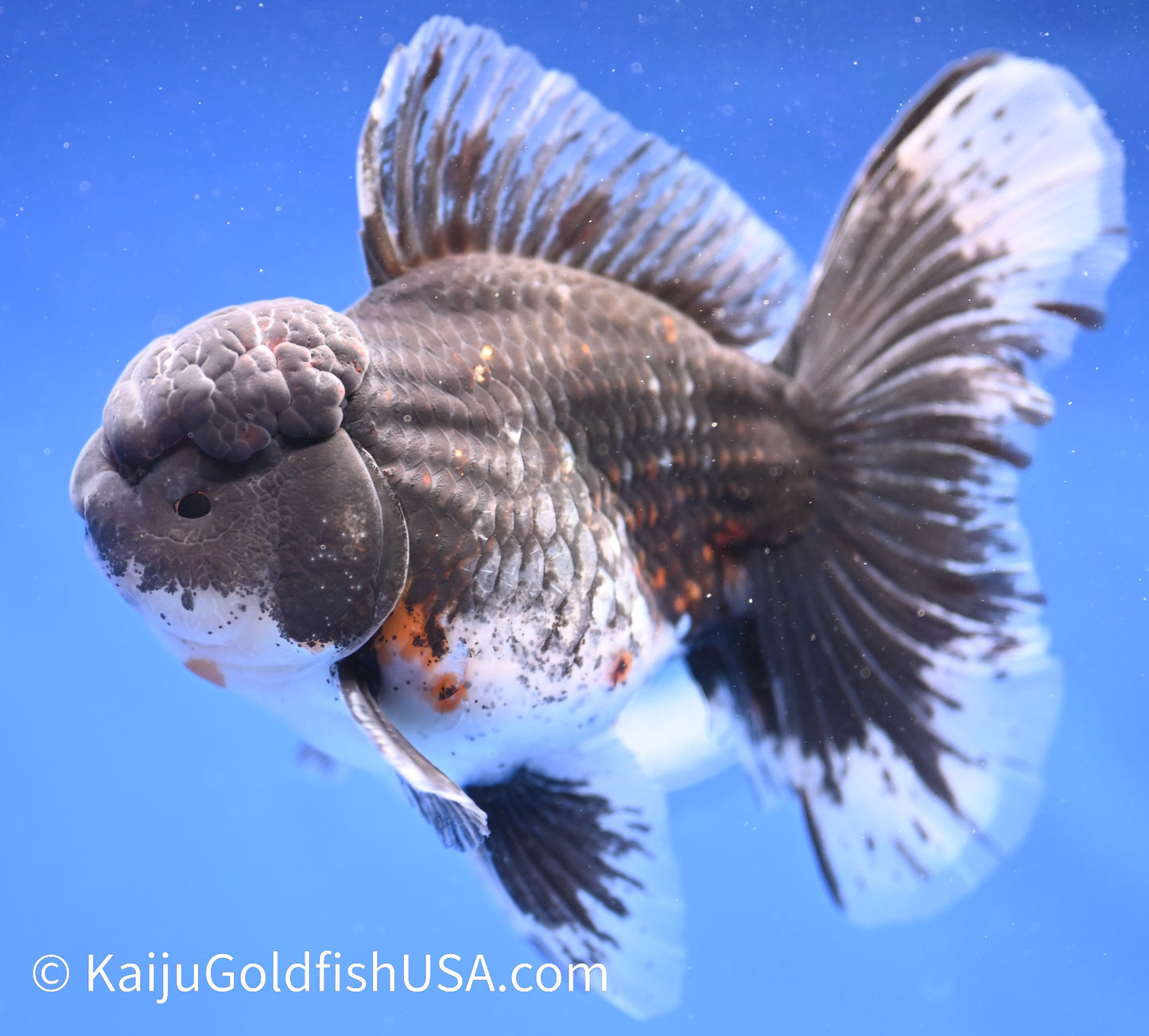 Kirin Rose Tail Oranda 4.5 - 5 inches (1208_OR06) - Kaiju Goldfish USA