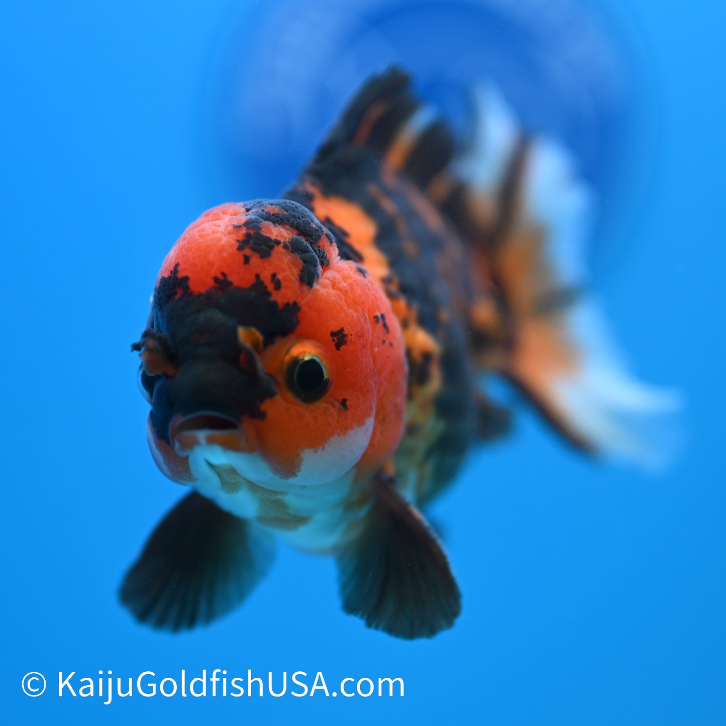 Tiger Oranda 4-4.5 inches (240223_OR03) - Kaiju Goldfish USA