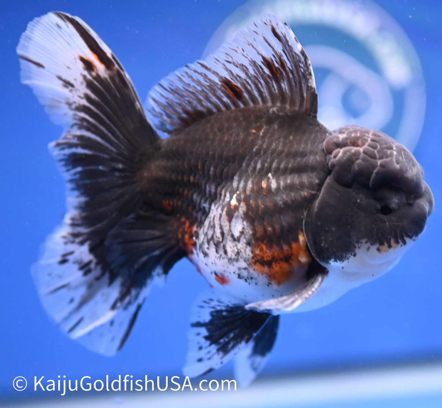 Kirin Rose Tail Oranda 4.5 - 5 inches (1208_OR06) - Kaiju Goldfish USA