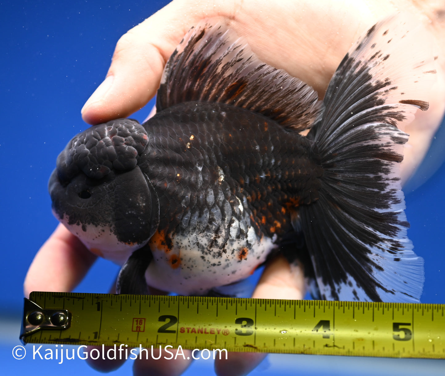 Kirin Rose Tail Oranda 4.5 - 5 inches (1208_OR06) - Kaiju Goldfish USA