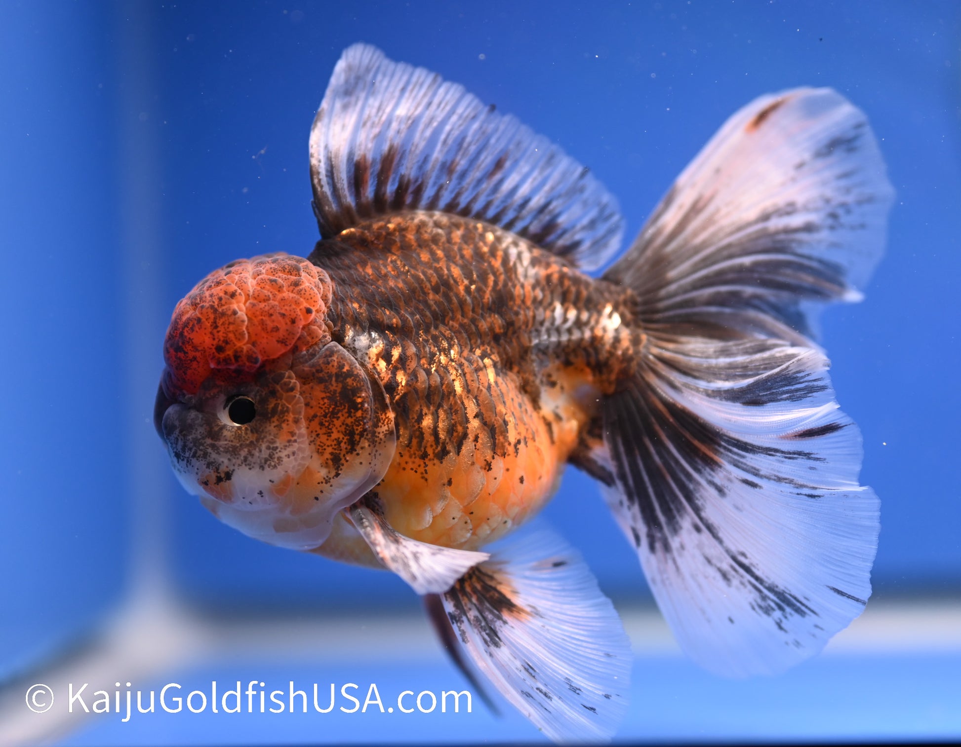 Kirin Rose Tail Oranda 4.5 - 5 inches (1208_OR07) - Kaiju Goldfish USA