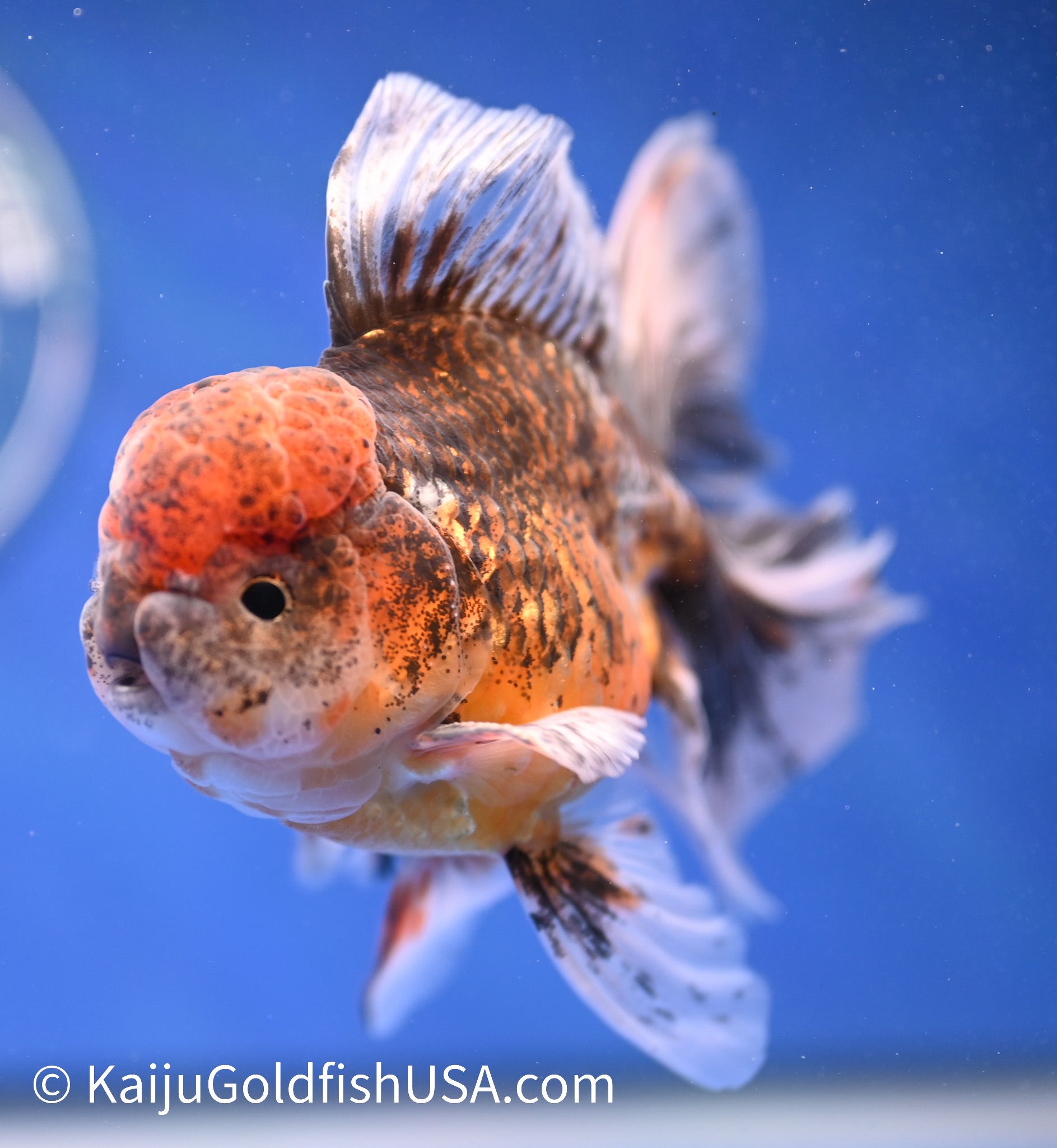 Kirin Rose Tail Oranda 4.5 - 5 inches (1208_OR07) - Kaiju Goldfish USA