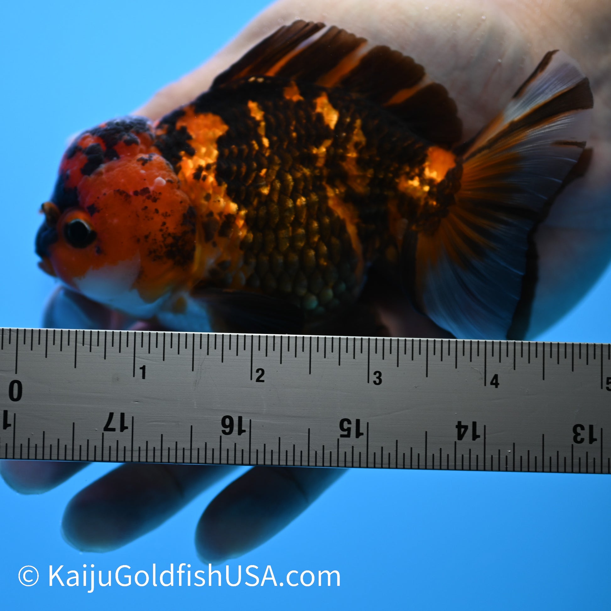 Tiger Oranda 4-4.5 inches (240223_OR03) - Kaiju Goldfish USA