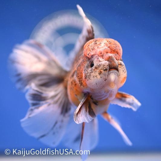 Kirin Rose Tail Oranda 4.5 - 5 inches (1208_OR07) - Kaiju Goldfish USA