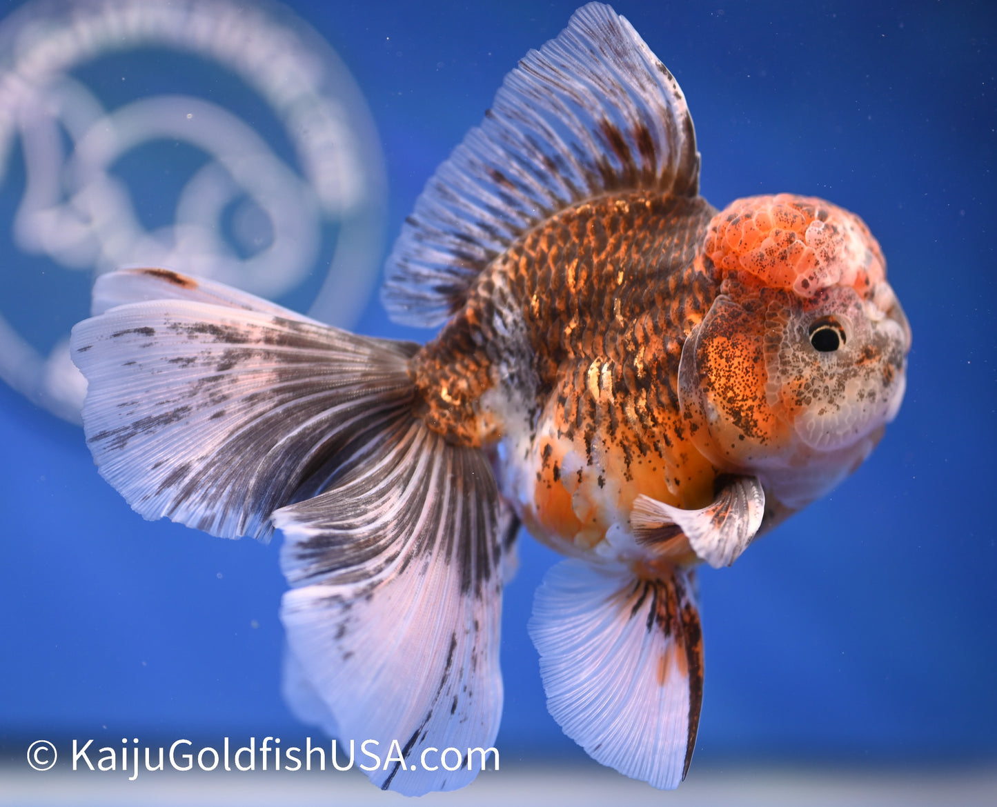 Kirin Rose Tail Oranda 4.5 - 5 inches (1208_OR07) - Kaiju Goldfish USA