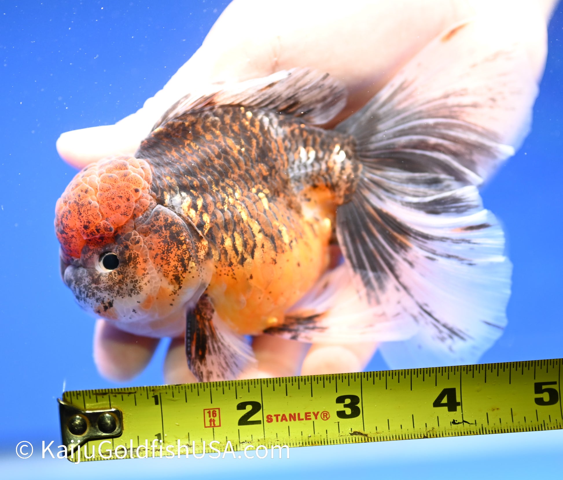 Kirin Rose Tail Oranda 4.5 - 5 inches (1208_OR07) - Kaiju Goldfish USA