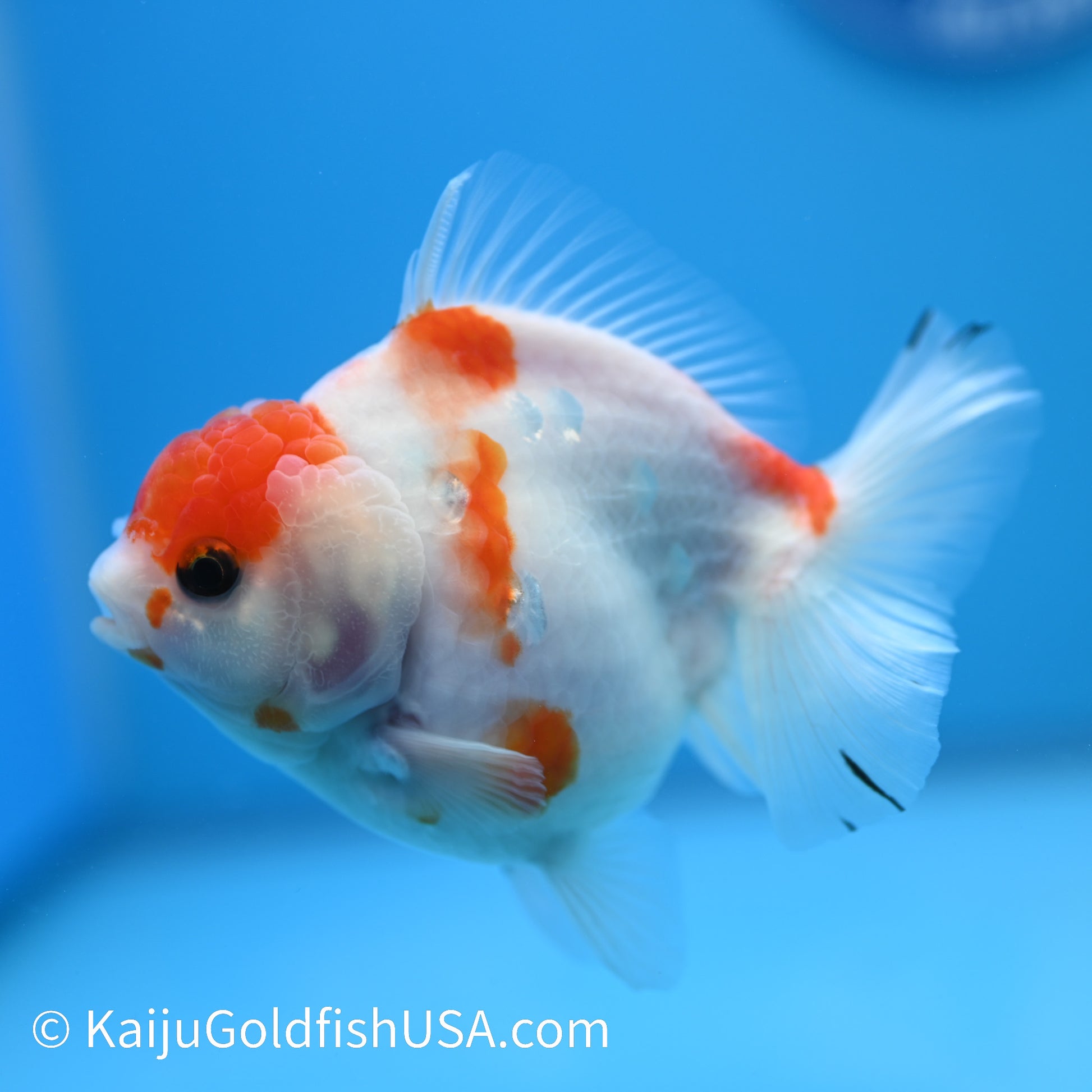 Tricolor Sakura YuanBao Oranda 4-4.5 inches (240223_OR04) - Kaiju Goldfish USA