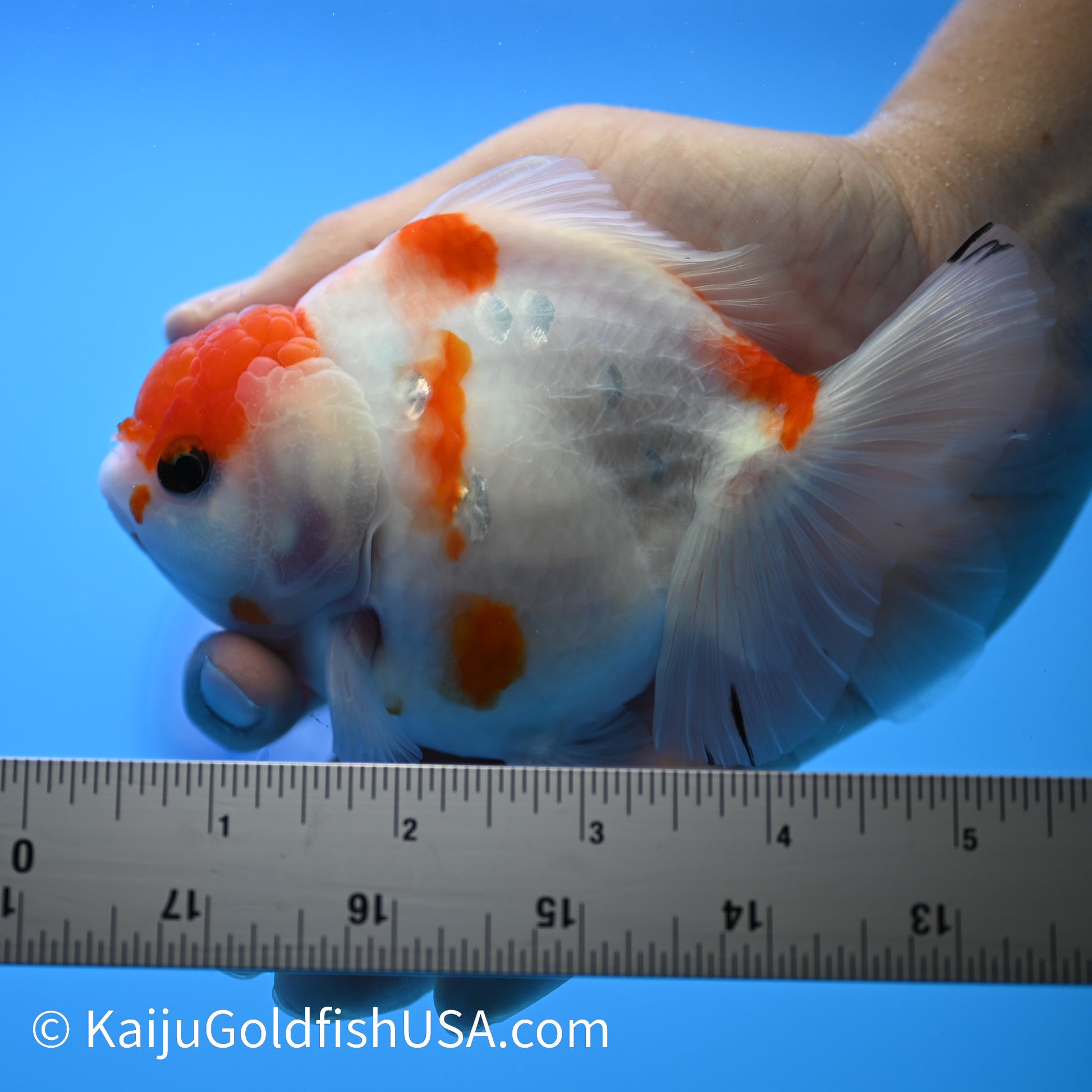 Tricolor Sakura YuanBao Oranda 4-4.5 inches (240223_OR04) - Kaiju Goldfish USA