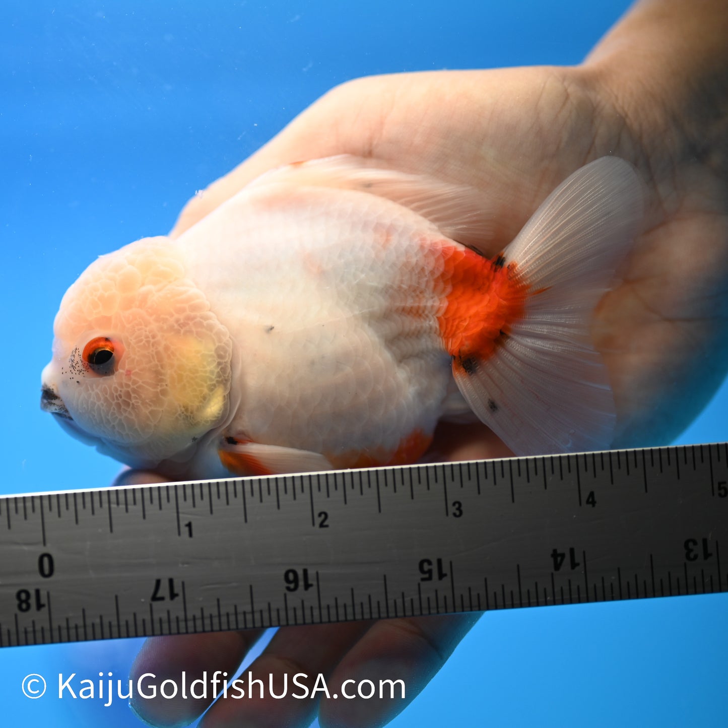 Zombie Bite Tricolor Sakura Oranda 4-4.5 inches (240223_OR05) - Kaiju Goldfish USA
