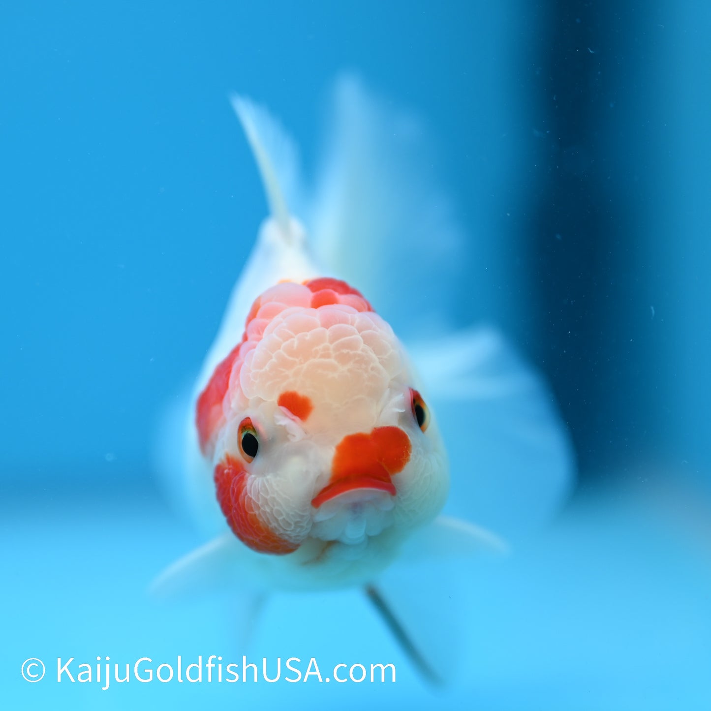 Rose Tail Sakura Oranda 4.5-5 inches (240223_OR06) - Kaiju Goldfish USA