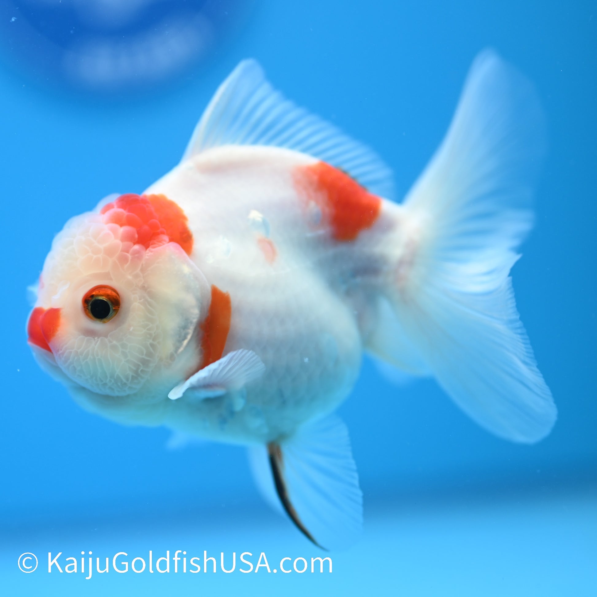 Rose Tail Sakura Oranda 4.5-5 inches (240223_OR06) - Kaiju Goldfish USA