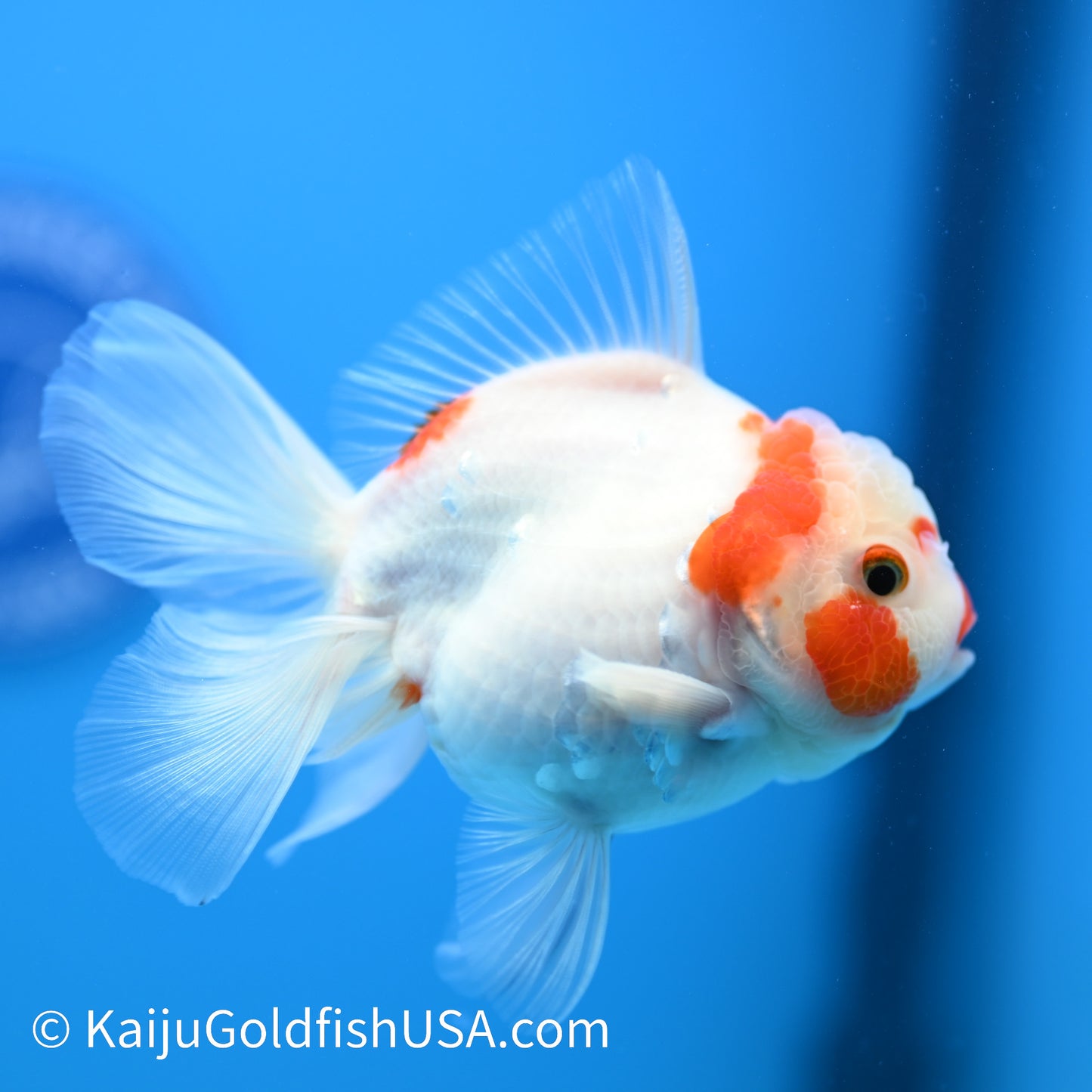 Rose Tail Sakura Oranda 4.5-5 inches (240223_OR06) - Kaiju Goldfish USA