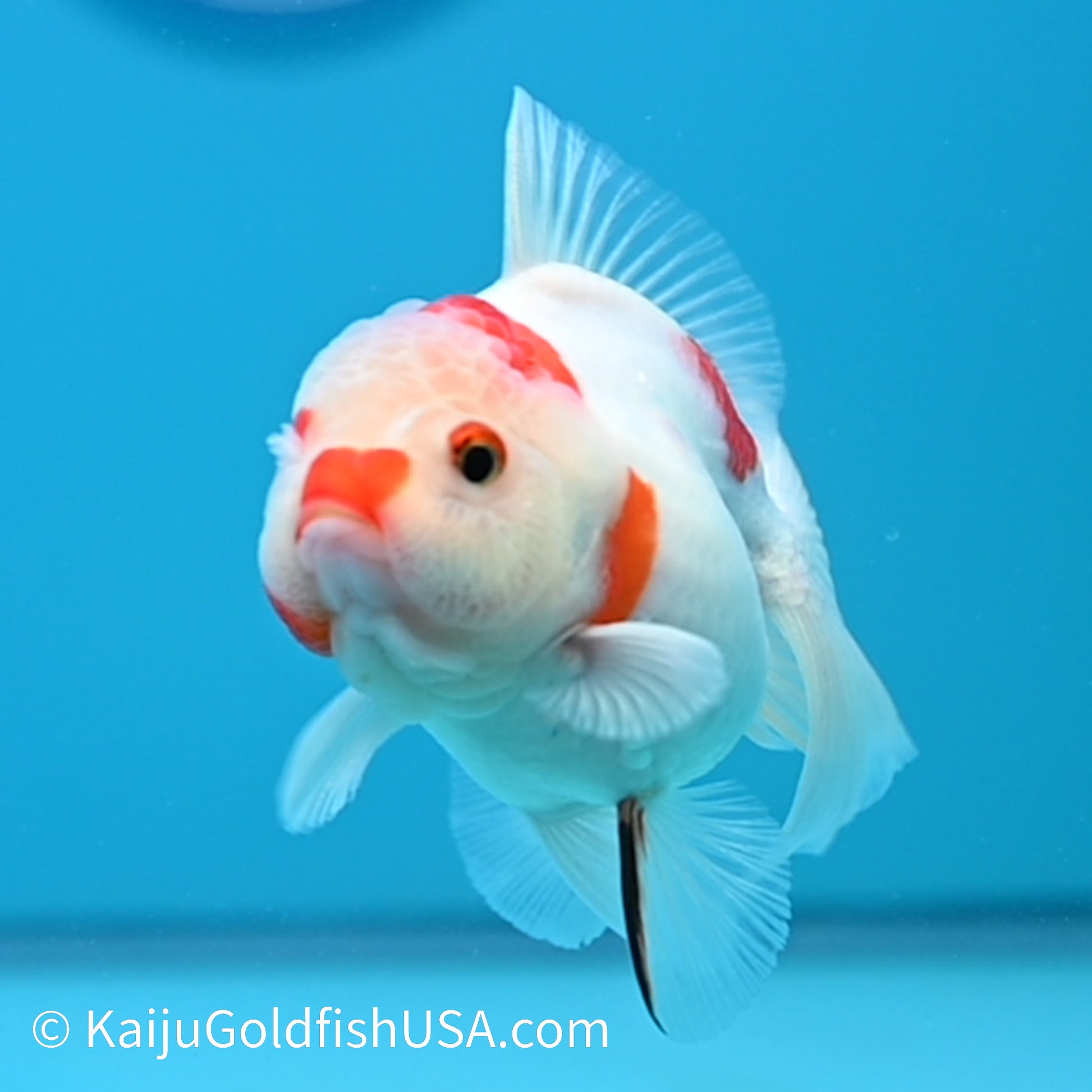 Rose Tail Sakura Oranda 4.5-5 inches (240223_OR06) - Kaiju Goldfish USA