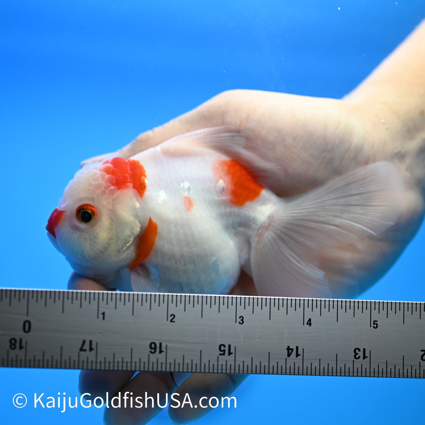 Rose Tail Sakura Oranda 4.5-5 inches (240223_OR06) - Kaiju Goldfish USA