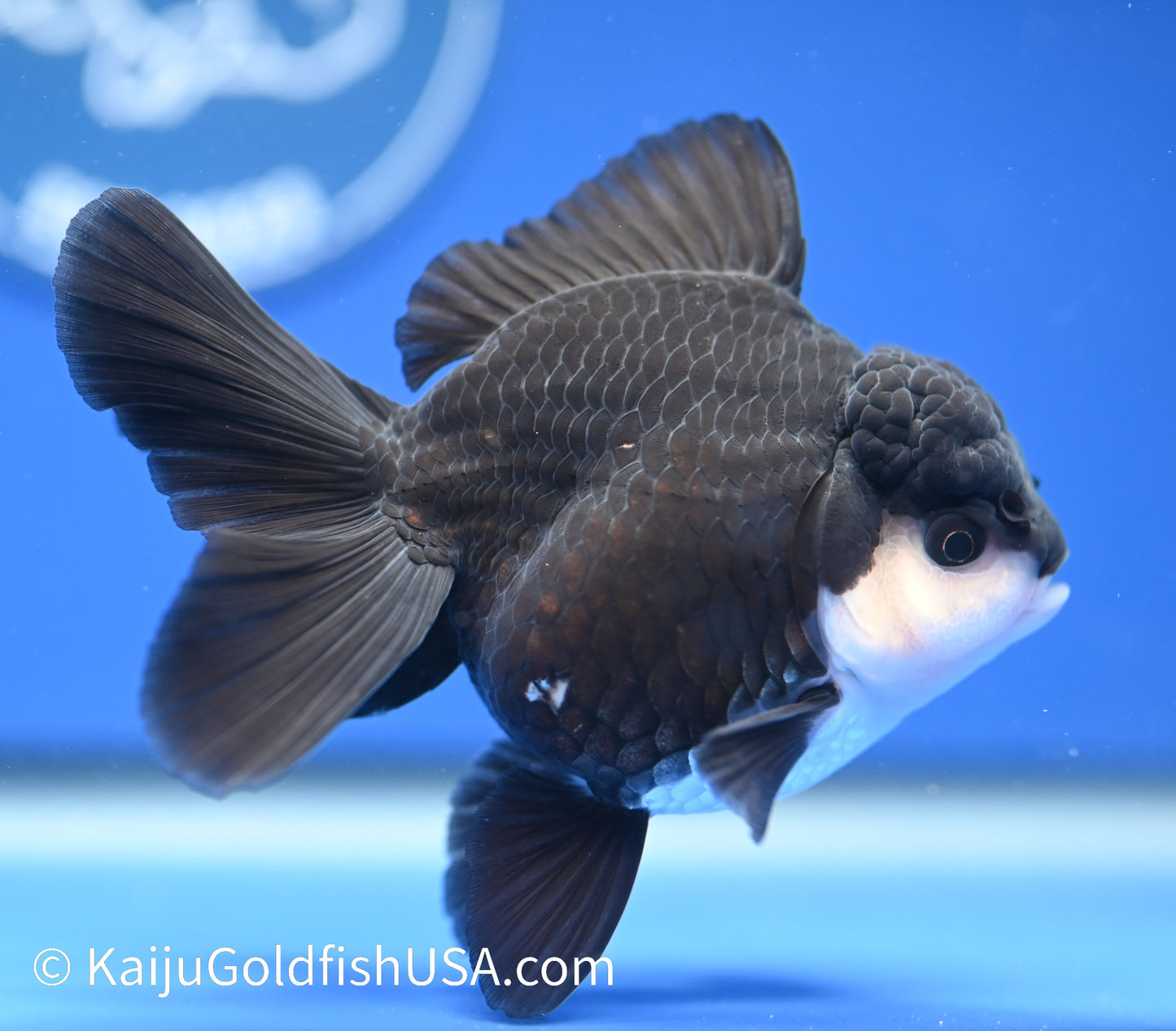 Monster Style Panda Oranda 3.5 - 4 inches (1215_OR01) - Kaiju Goldfish USA