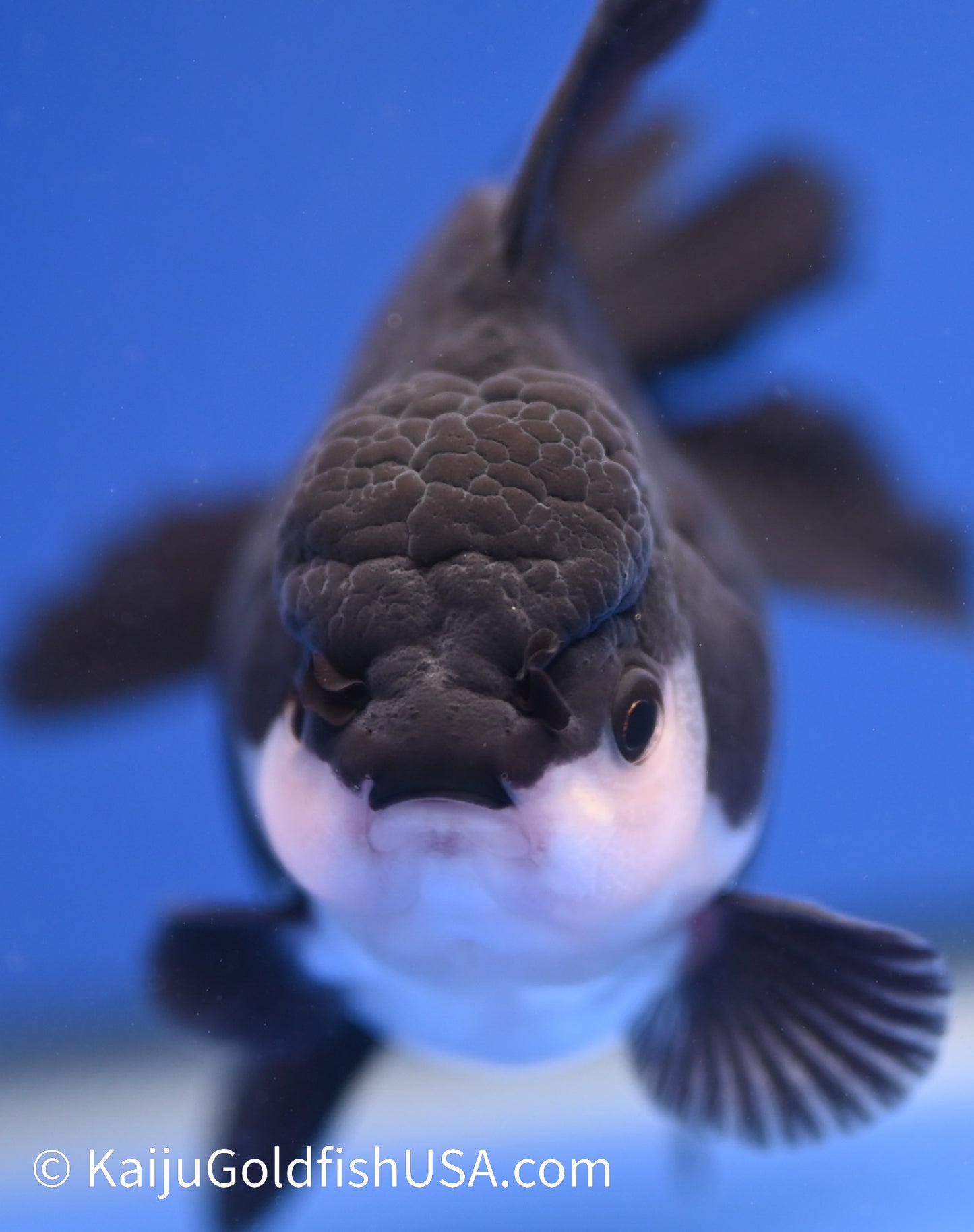 Monster Style Panda Oranda 3.5 - 4 inches (1215_OR01) - Kaiju Goldfish USA