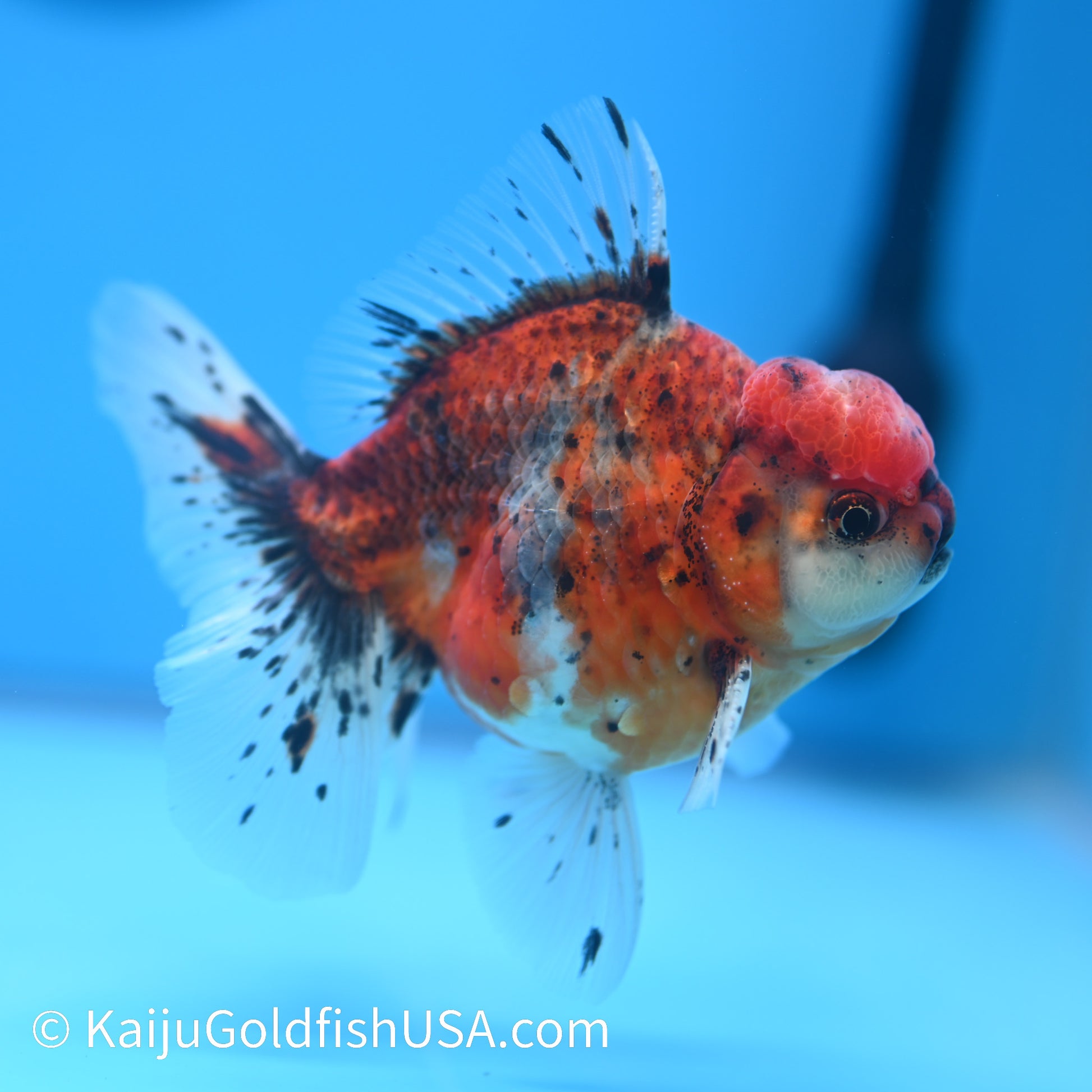 Rose Tail Tricolor Tiger Oranda 4.5-5 inches (240223_OR07) - Kaiju Goldfish USA