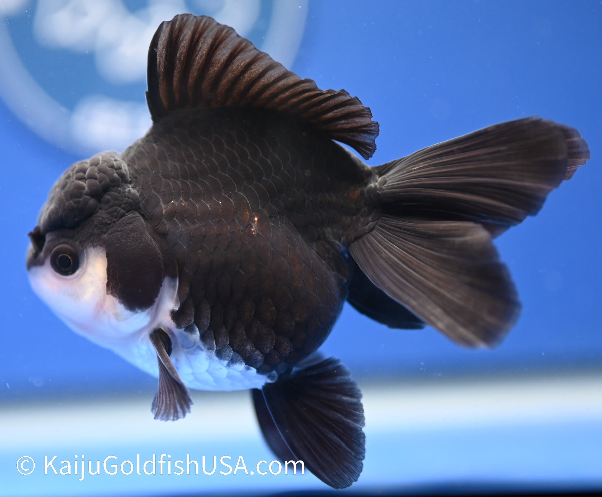 Monster Style Panda Oranda 3.5 - 4 inches (1215_OR01) - Kaiju Goldfish USA