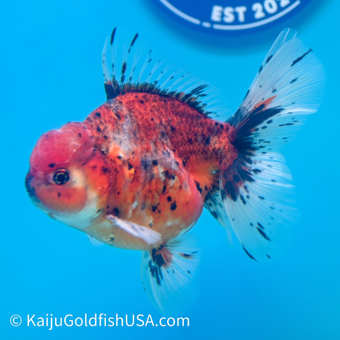 Rose Tail Tricolor Tiger Oranda 4.5-5 inches (240223_OR07) - Kaiju Goldfish USA