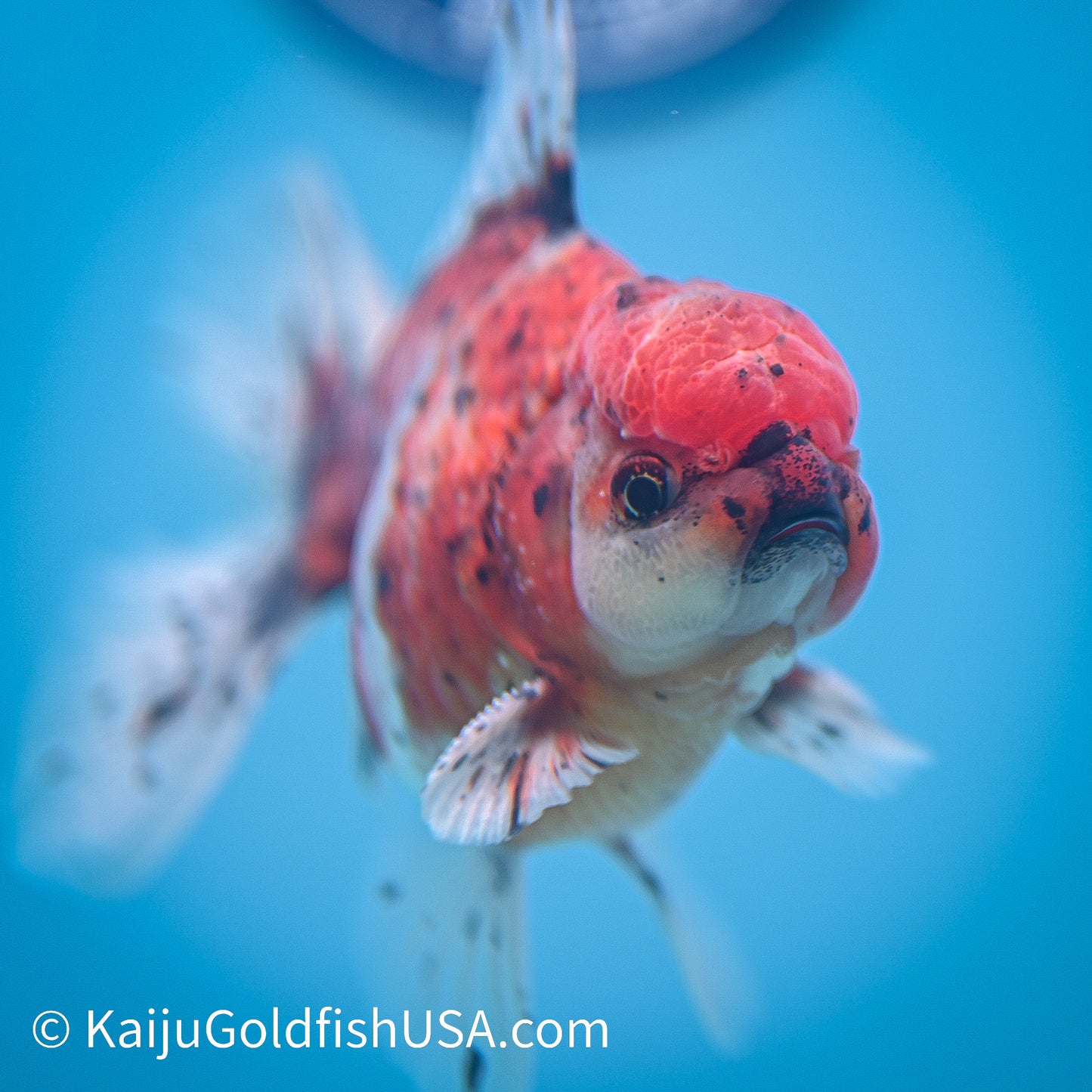 Rose Tail Tricolor Tiger Oranda 4.5-5 inches (240223_OR07) - Kaiju Goldfish USA