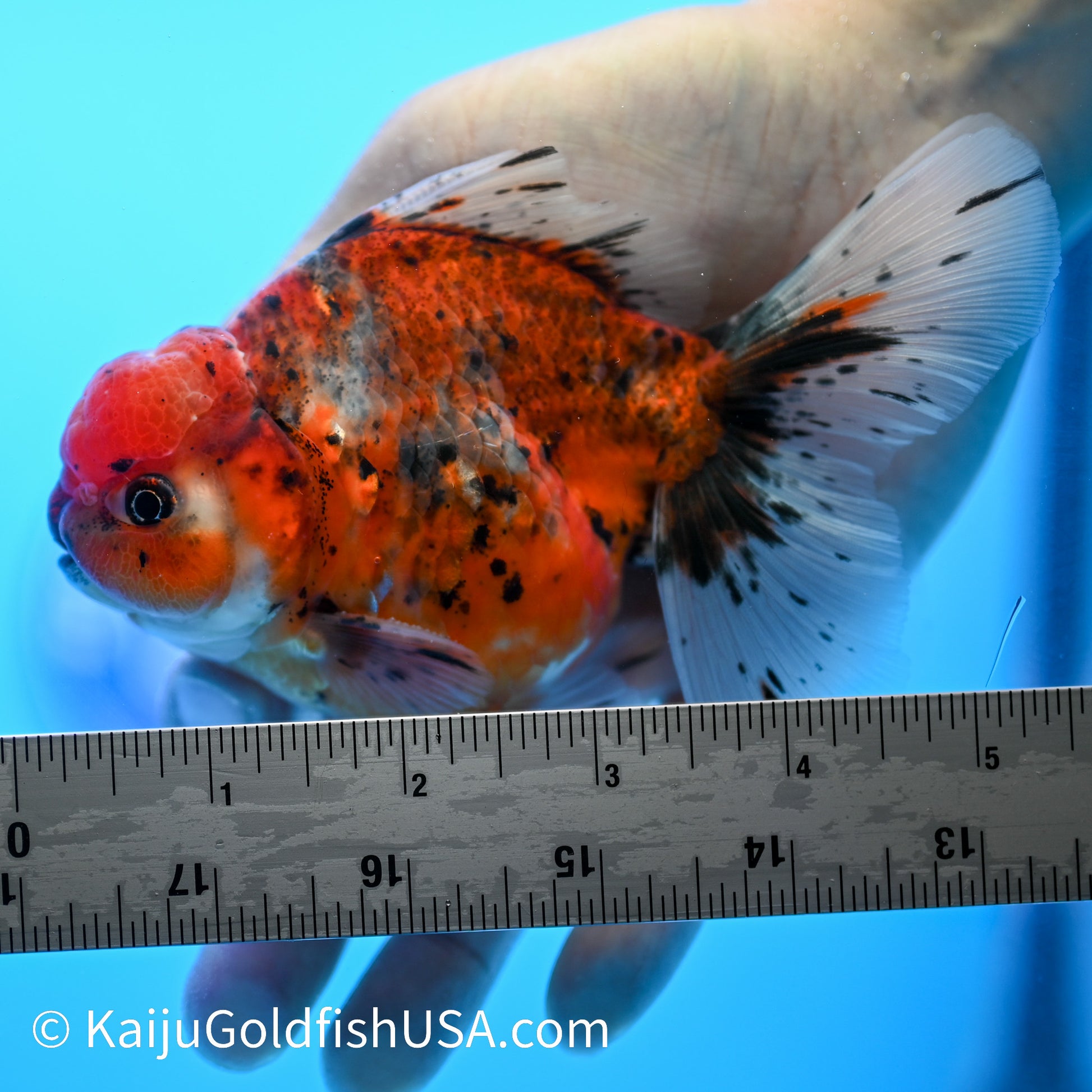 Rose Tail Tricolor Tiger Oranda 4.5-5 inches (240223_OR07) - Kaiju Goldfish USA