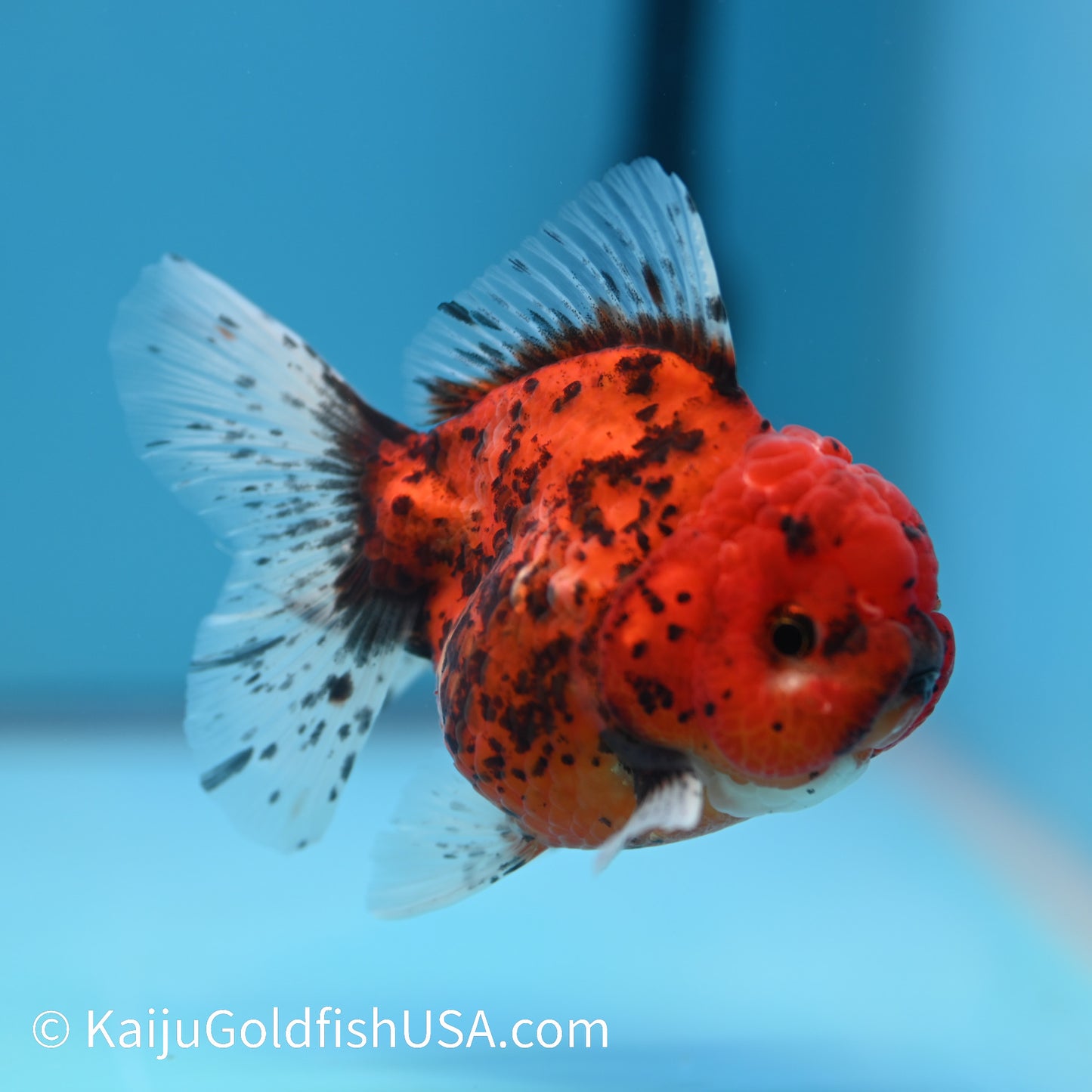 Red Tiger Rose Tail YuanBao Oranda 4-4.5 inches (240223_OR08) - Kaiju Goldfish USA