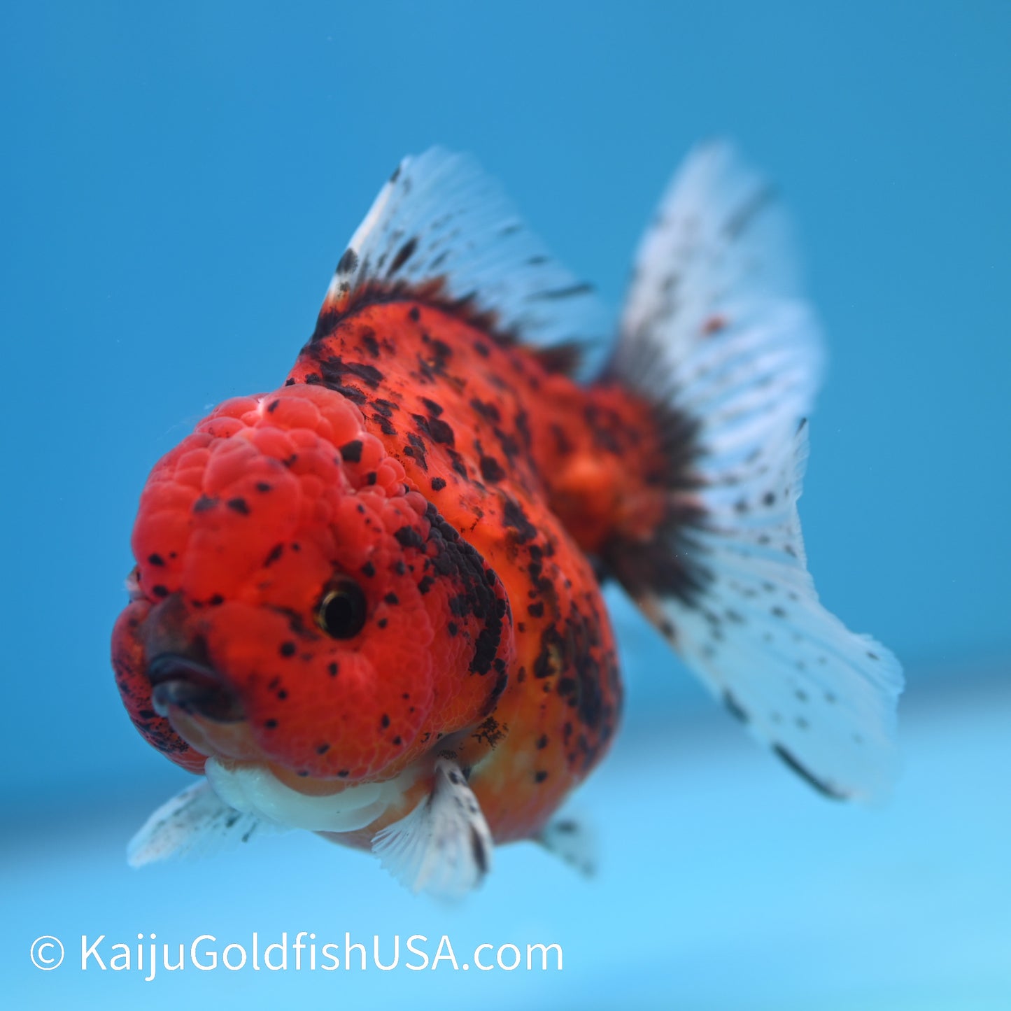 Red Tiger Rose Tail YuanBao Oranda 4-4.5 inches (240223_OR08) - Kaiju Goldfish USA