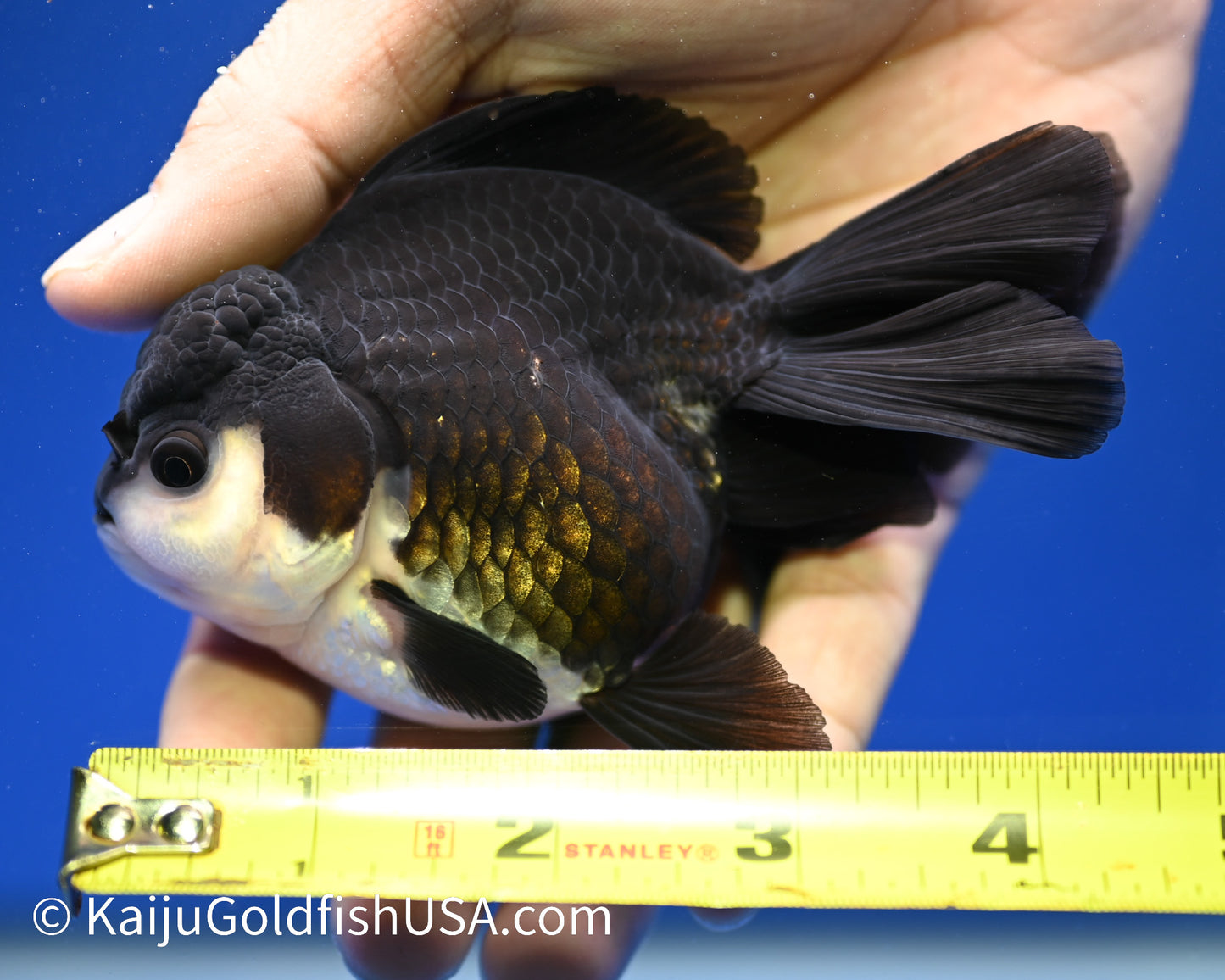 Monster Style Panda Oranda 3.5 - 4 inches (1215_OR01) - Kaiju Goldfish USA