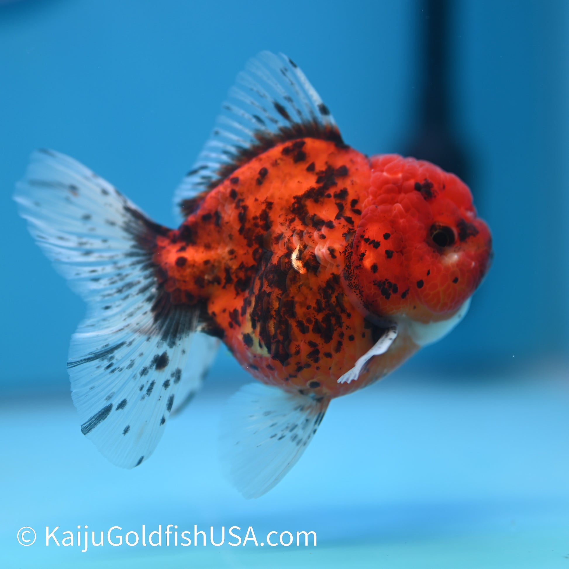 Red Tiger Rose Tail YuanBao Oranda 4-4.5 inches (240223_OR08) - Kaiju Goldfish USA