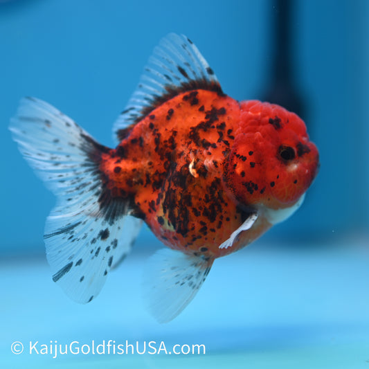 Red Tiger Rose Tail YuanBao Oranda 4-4.5 inches (240223_OR08) - Kaiju Goldfish USA