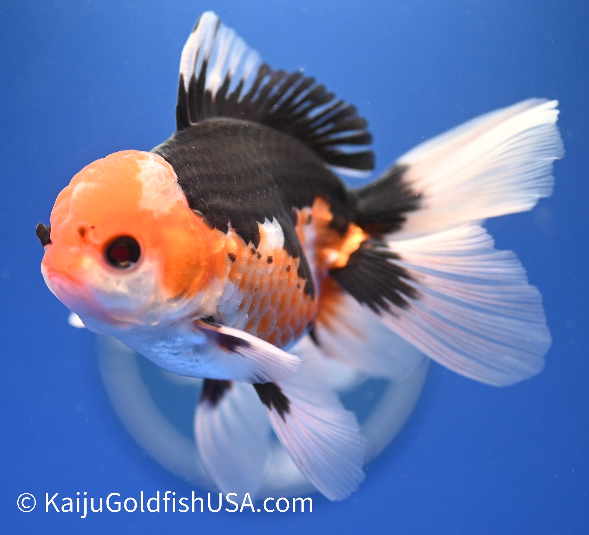 Tricolor Oranda 3.5 - 4 inches (1215_OR02) - Kaiju Goldfish USA