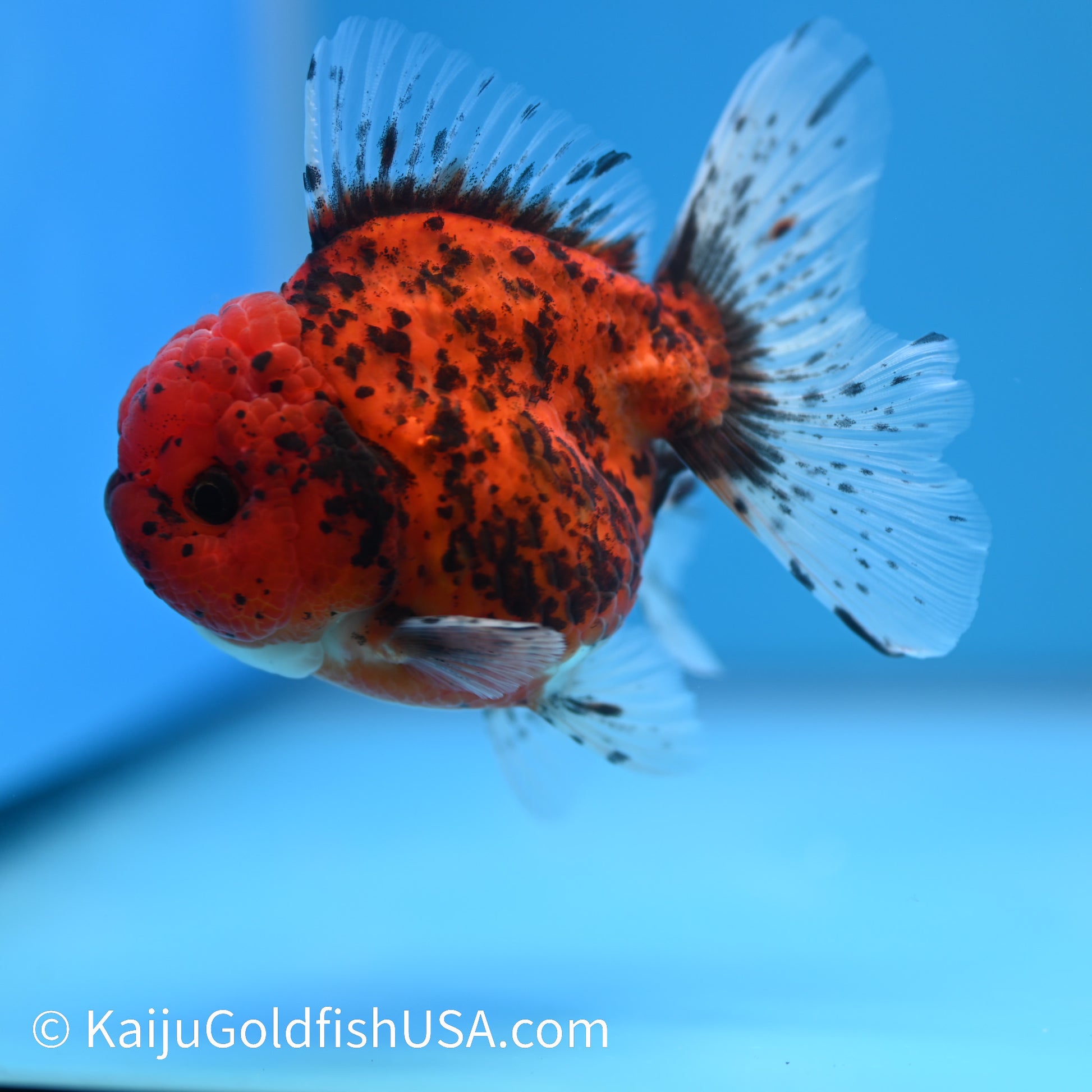 Red Tiger Rose Tail YuanBao Oranda 4-4.5 inches (240223_OR08) - Kaiju Goldfish USA