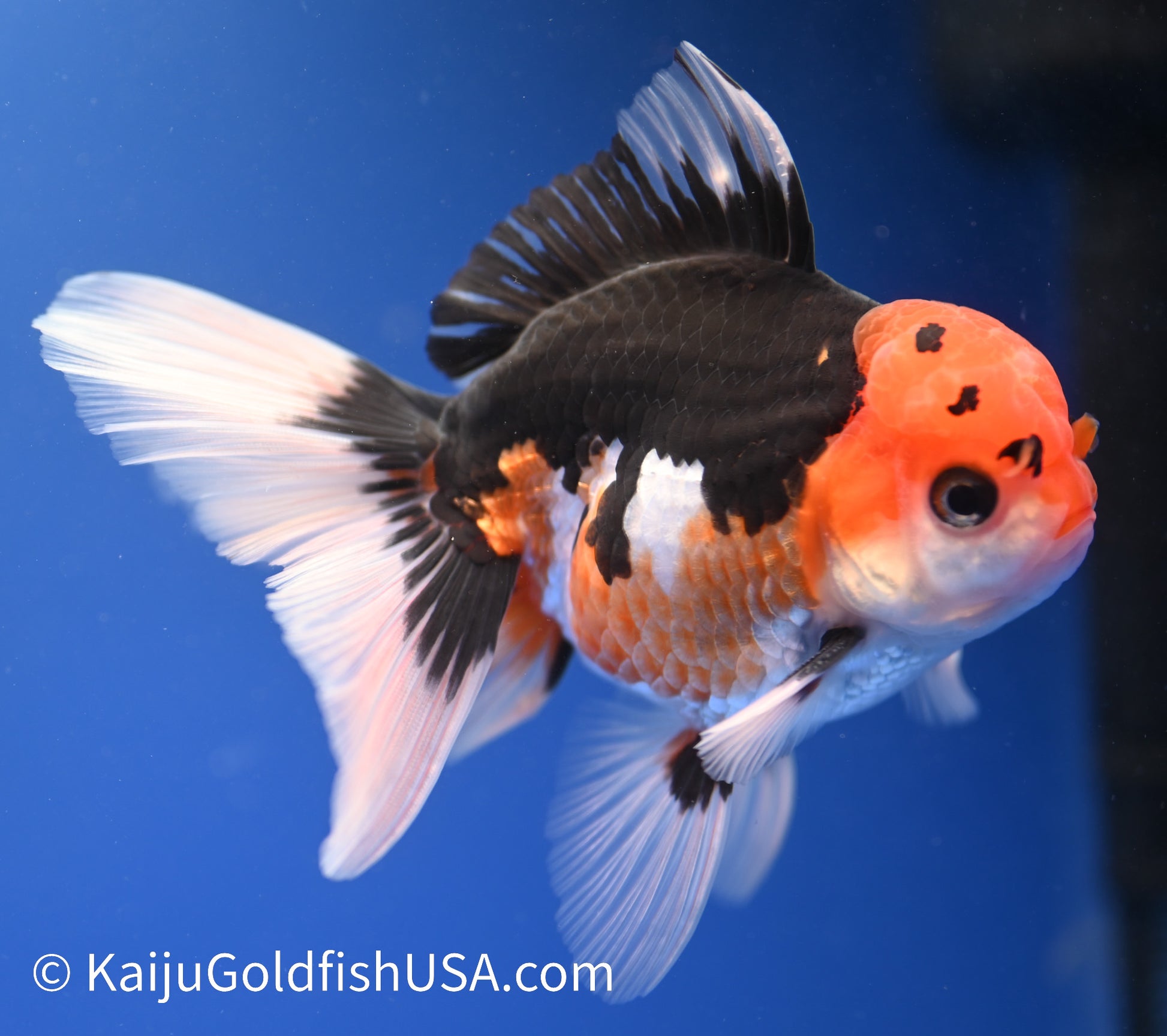 Tricolor Oranda 3.5 - 4 inches (1215_OR02) - Kaiju Goldfish USA