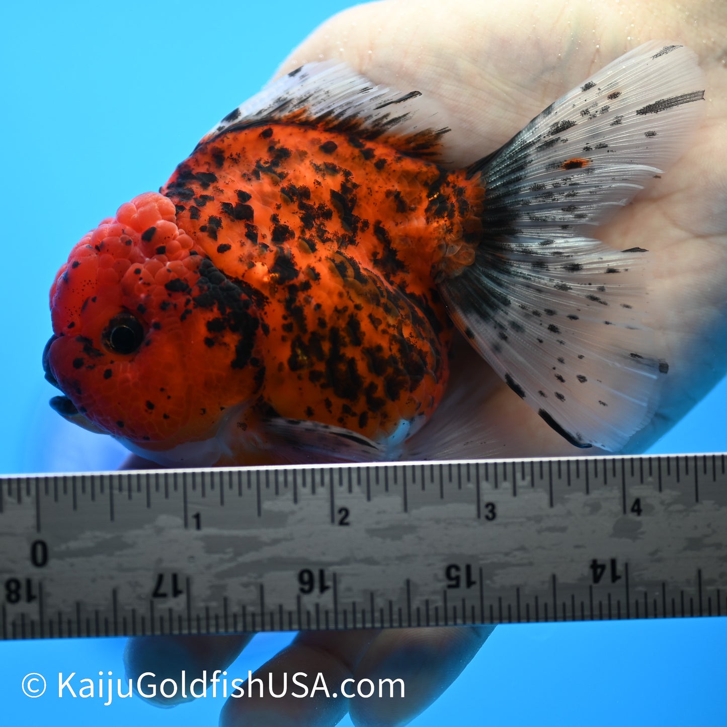 Red Tiger Rose Tail YuanBao Oranda 4-4.5 inches (240223_OR08) - Kaiju Goldfish USA