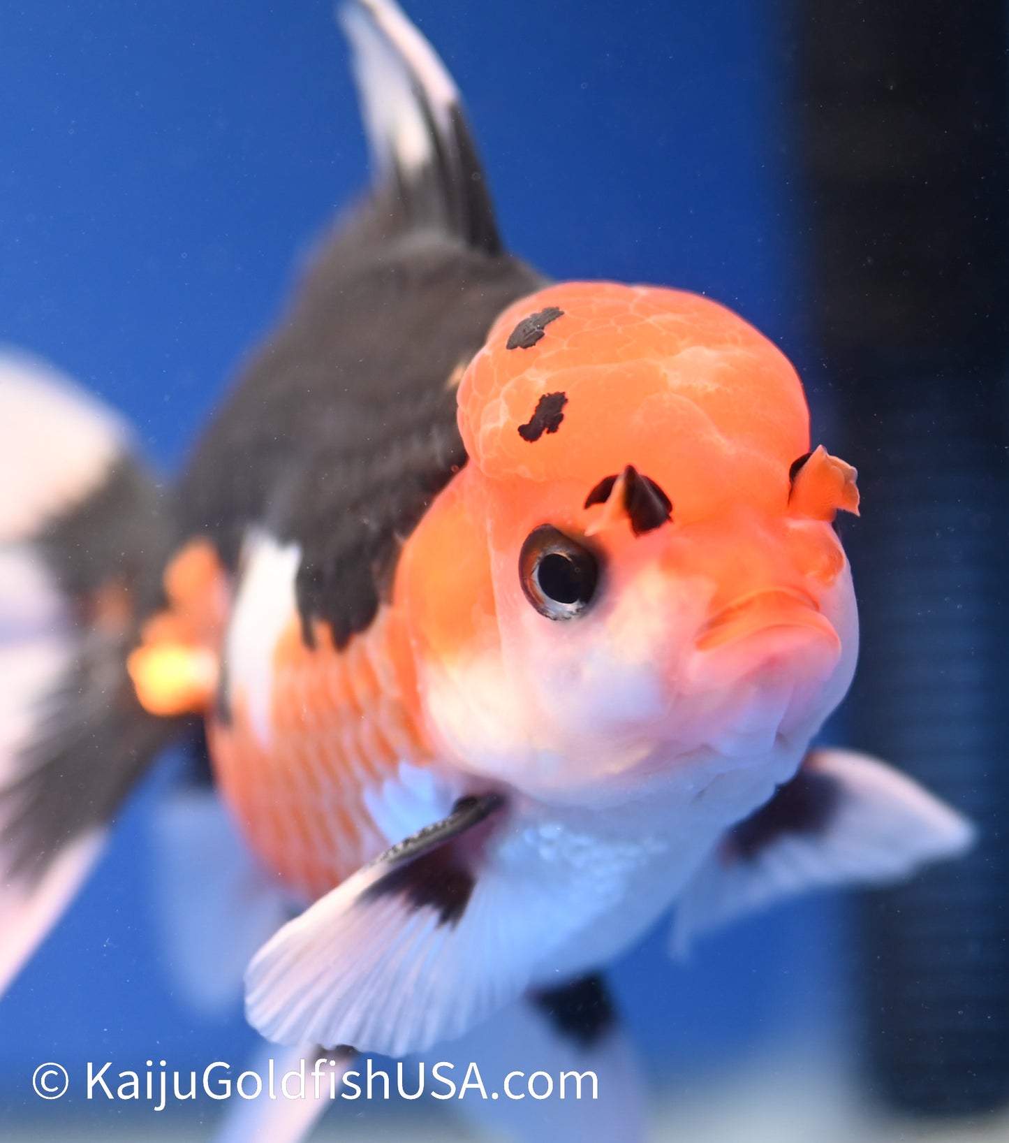 Tricolor Oranda 3.5 - 4 inches (1215_OR02) - Kaiju Goldfish USA