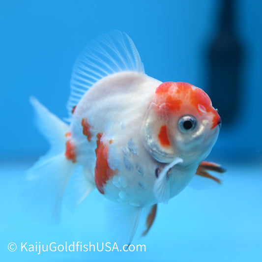 Sakura YuanBao Oranda 4-4.5 inches (240223_OR09) - Kaiju Goldfish USA