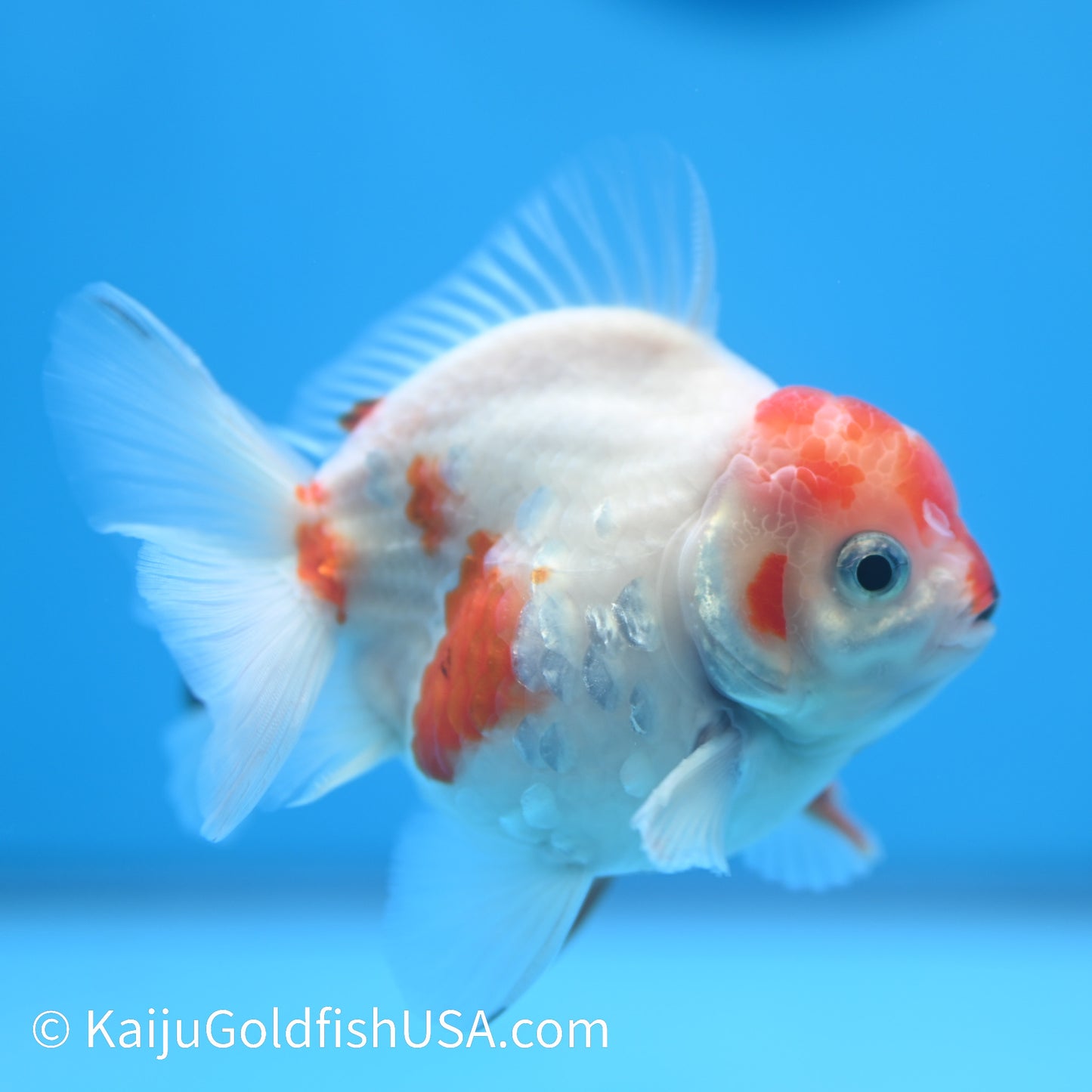 Sakura YuanBao Oranda 4-4.5 inches (240223_OR09) - Kaiju Goldfish USA