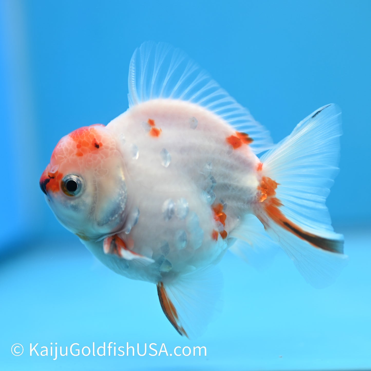 Sakura YuanBao Oranda 4-4.5 inches (240223_OR09) - Kaiju Goldfish USA